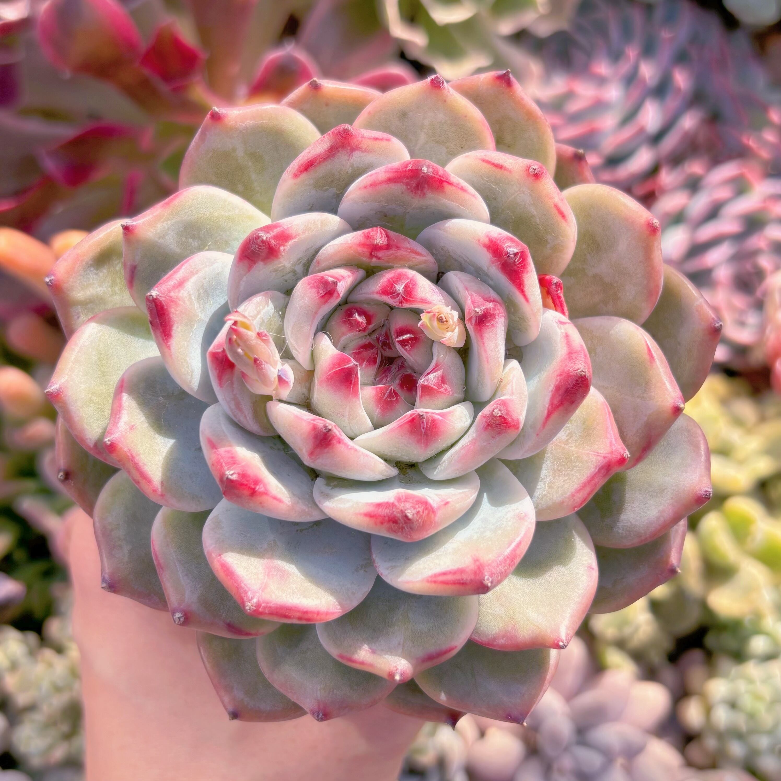 現品　ダイヤモンドコロラータ#728　大苗　るる農園