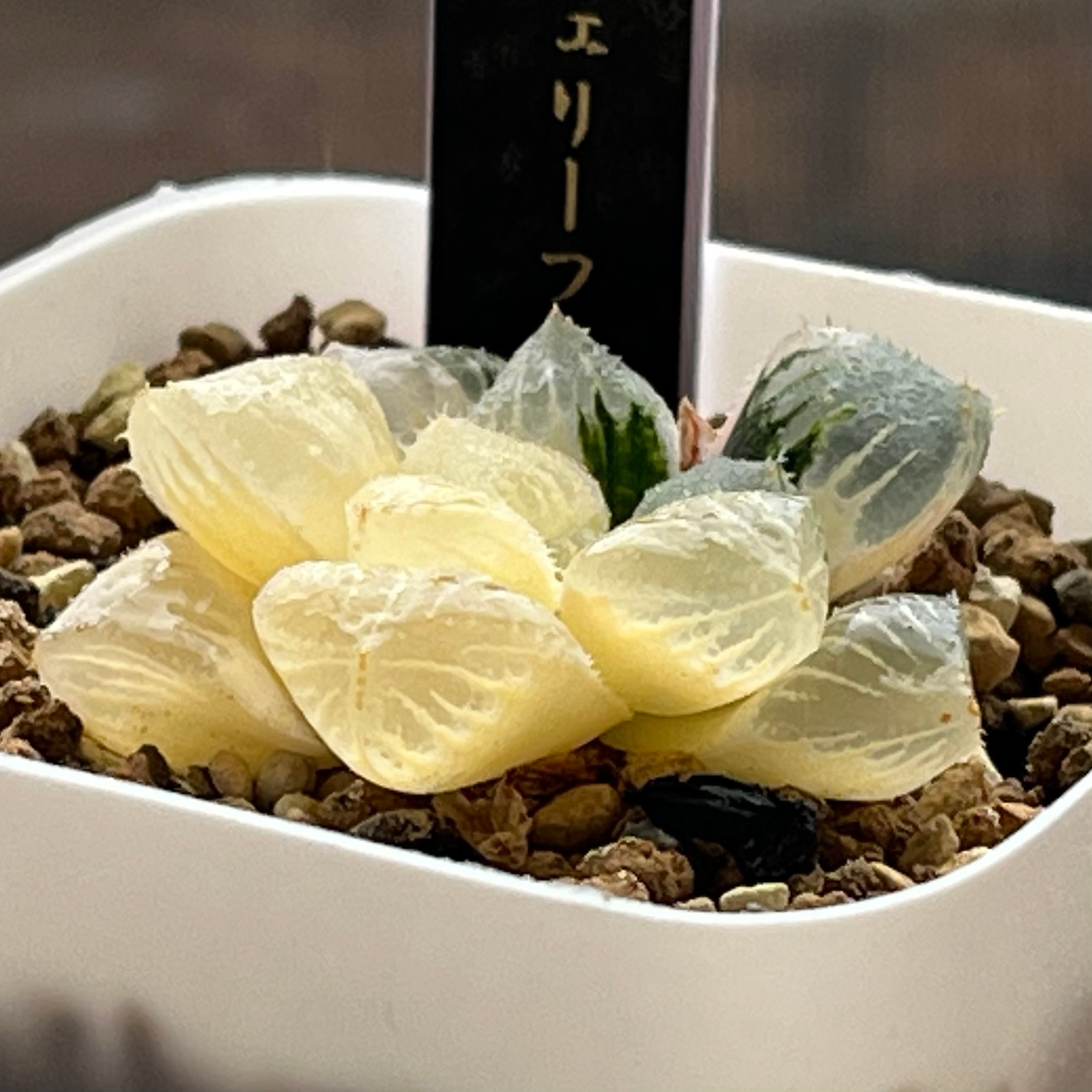 ハオルチア ジェリーフィッシュ錦 | mocono_plants