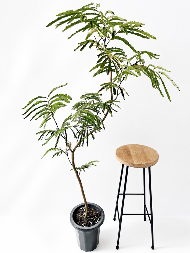 希少な斑入り エバーフレッシュ 観葉植物 ねむの木 calm cafe
