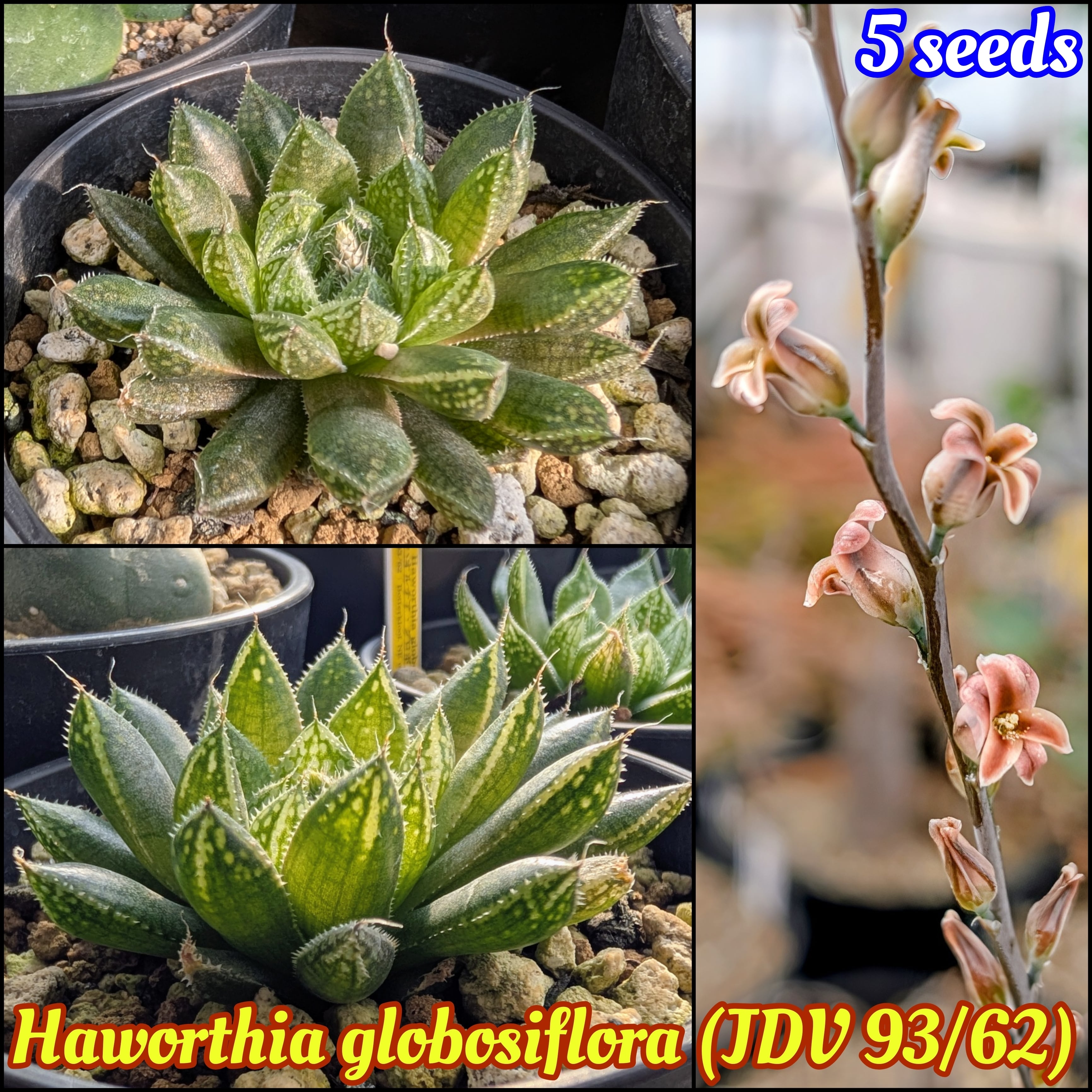 令和５年自宅産ハオルチア種子^ ^ 種子/10粒】Haworthia picta (GM 256)/ハオルチア・ピクタ | YAJIMA