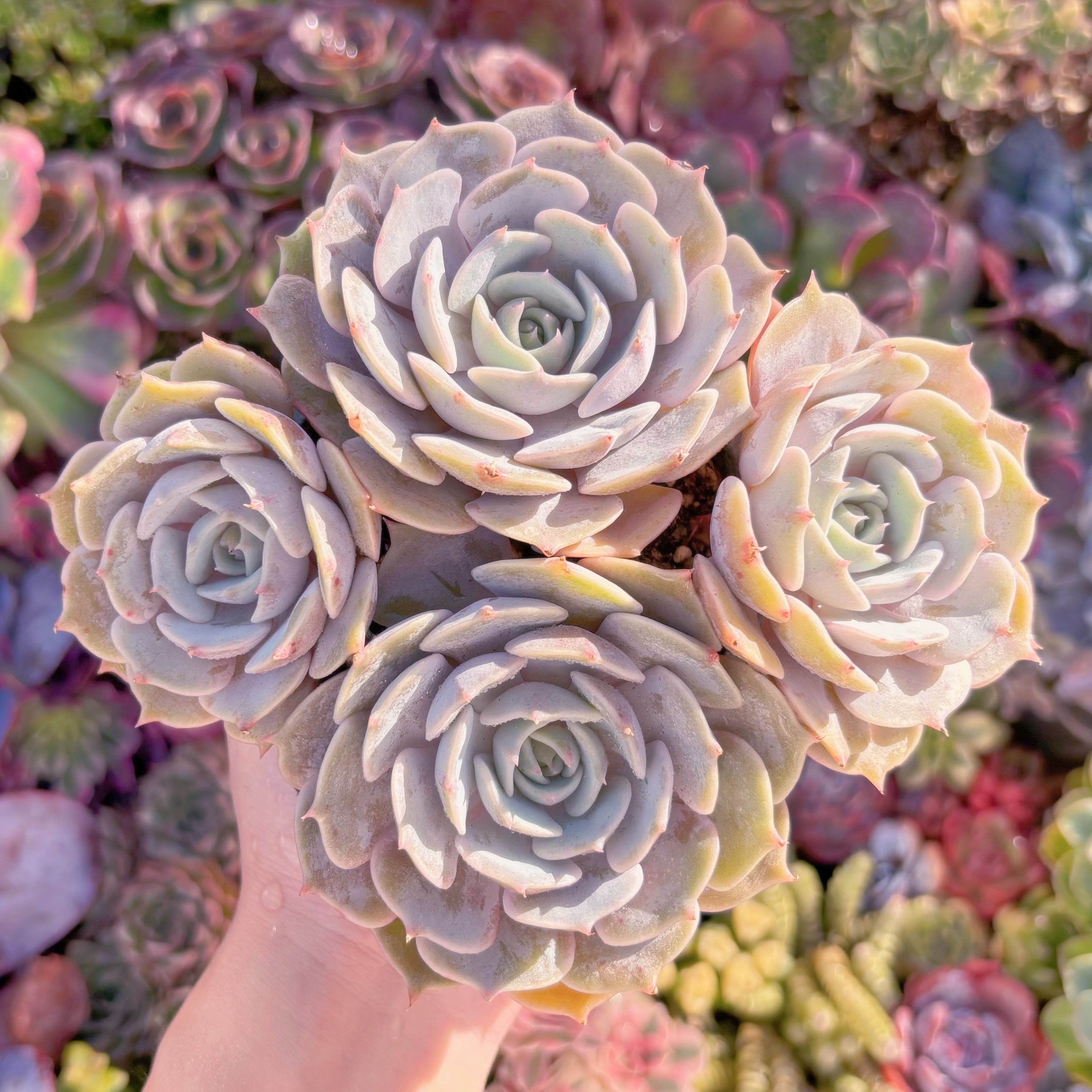 現品　ローラ#A087　群生　新入荷　るる農園