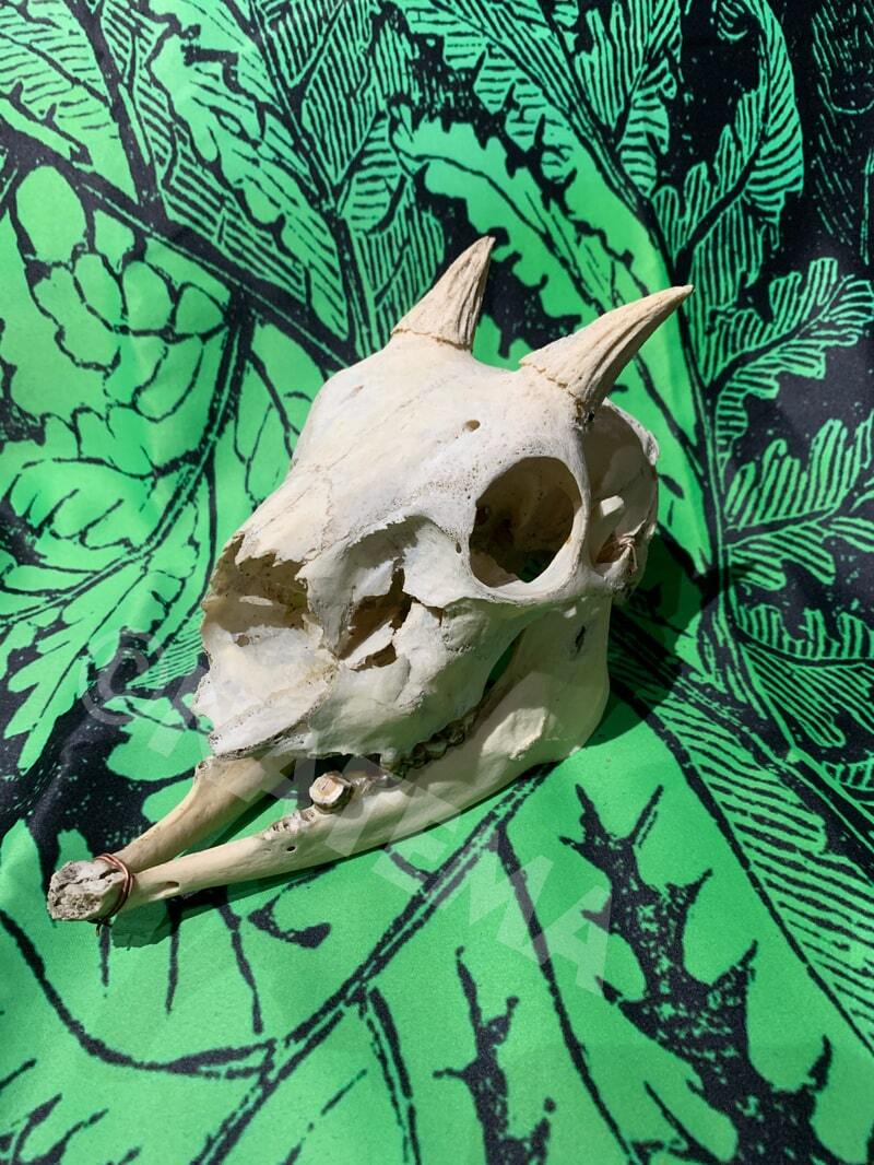 珍品 鬼の様な角をもったニホンカモシカの頭蓋骨 骸骨 頭蓋骨 かもしか