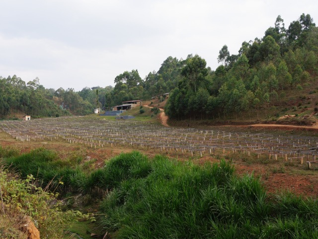 【200g】ブルンジ　キビンゴ・ウォッシングステーション