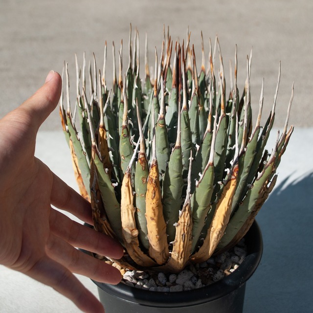 アガベ ユタエンシス エボリスピナ No.2