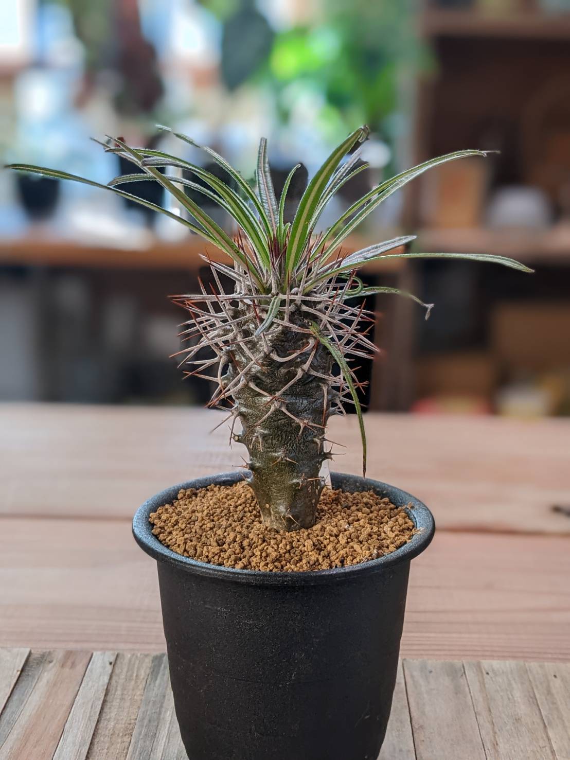 ビカクシダ エレファントティス 子株 板付 【観葉植物 壁掛け コウモリ
