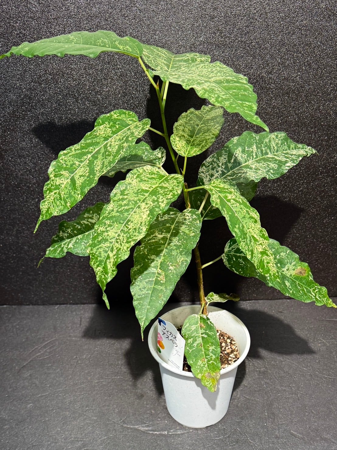 アスペラパーセリー フィカス 観葉植物 3.5号 | VIVAGREEN 観葉