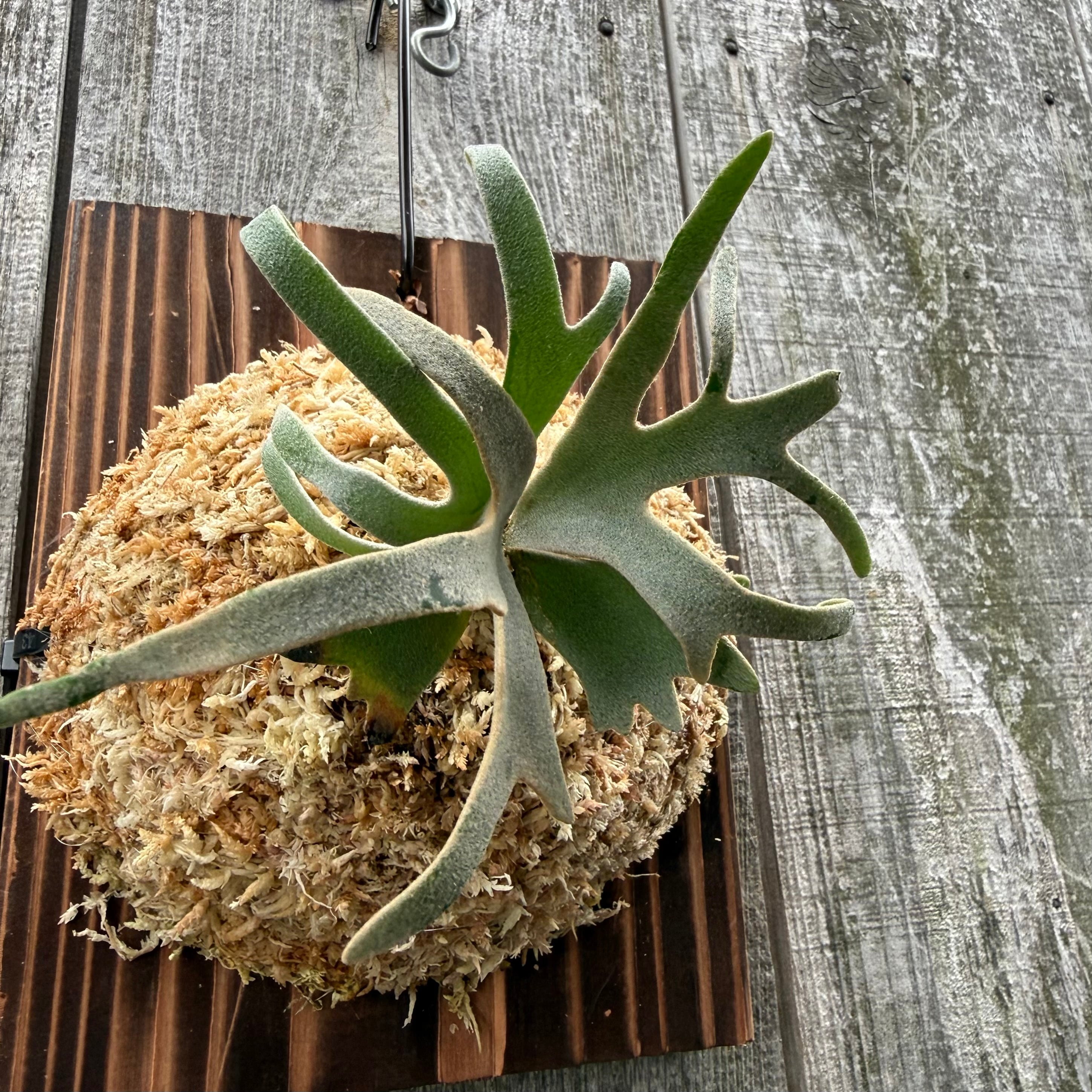 P.willinckii Totoro sporeling | naturefix
