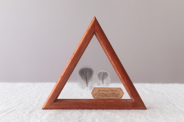 空中標本 - ヨウムの羽 × 銘木 パドック