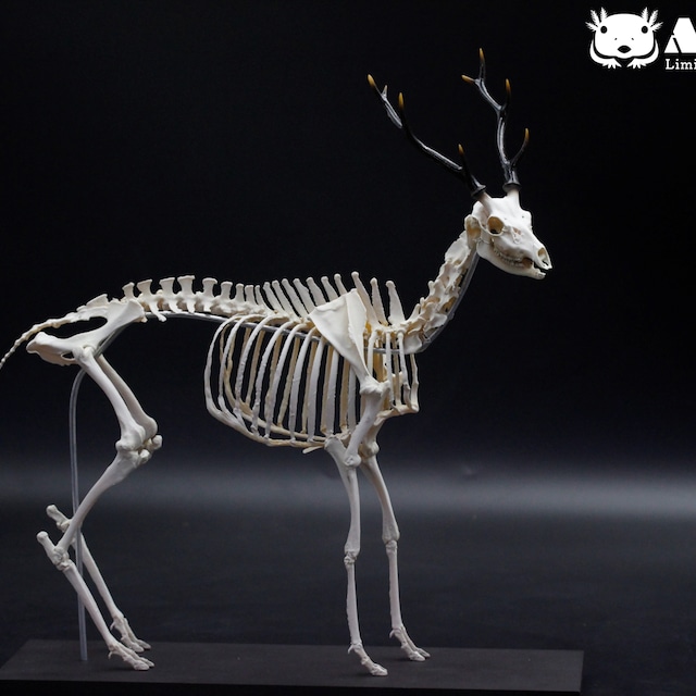 カニクイザル(幼獣)の全身骨格標本 ※クリアーケース付 ☆即納 カニクイザル(幼獣)の全身骨格標本 ※クリアーケース付 ☆即納