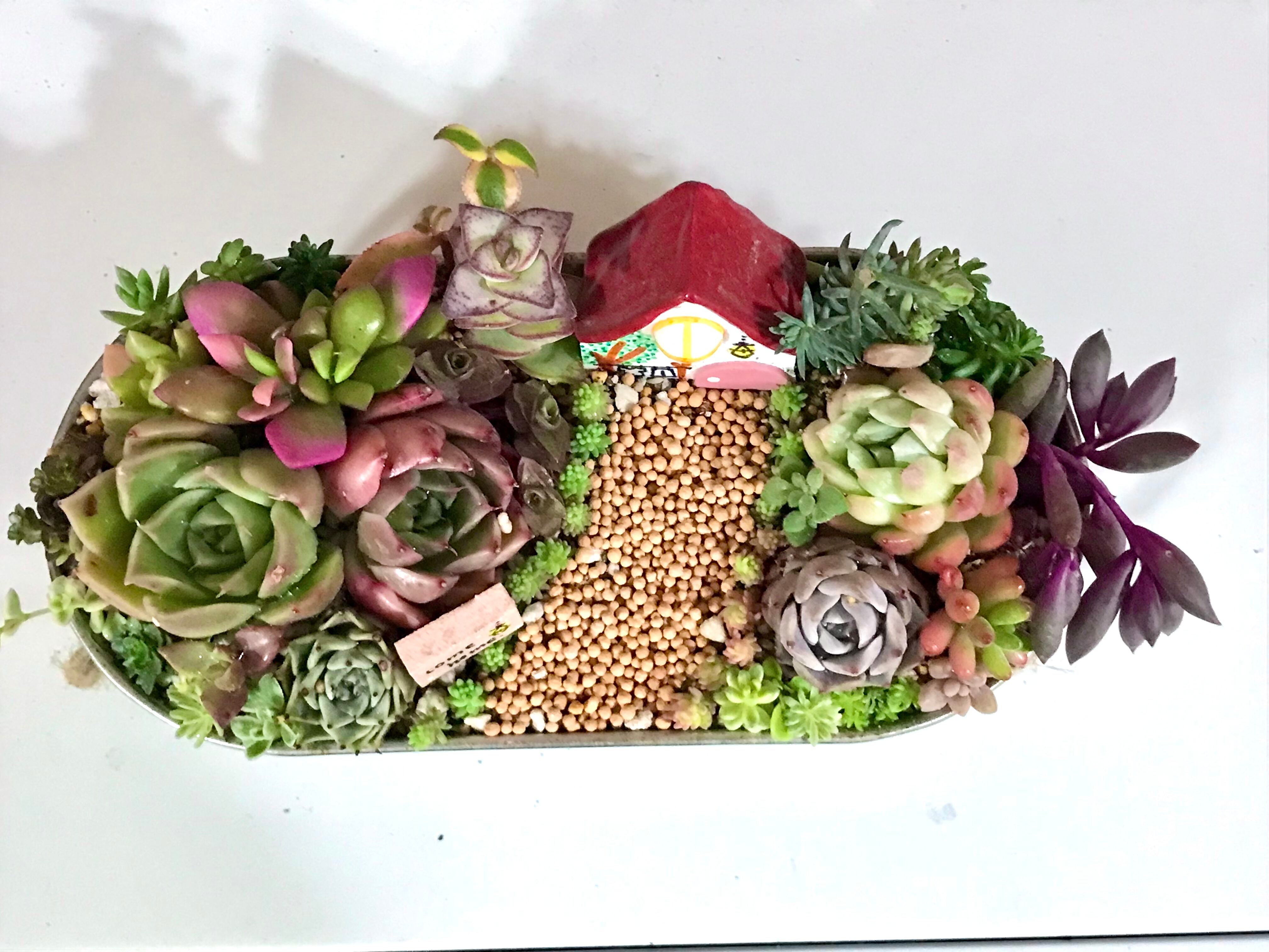 多肉植物寄せ植え「come home」 | Pay ID