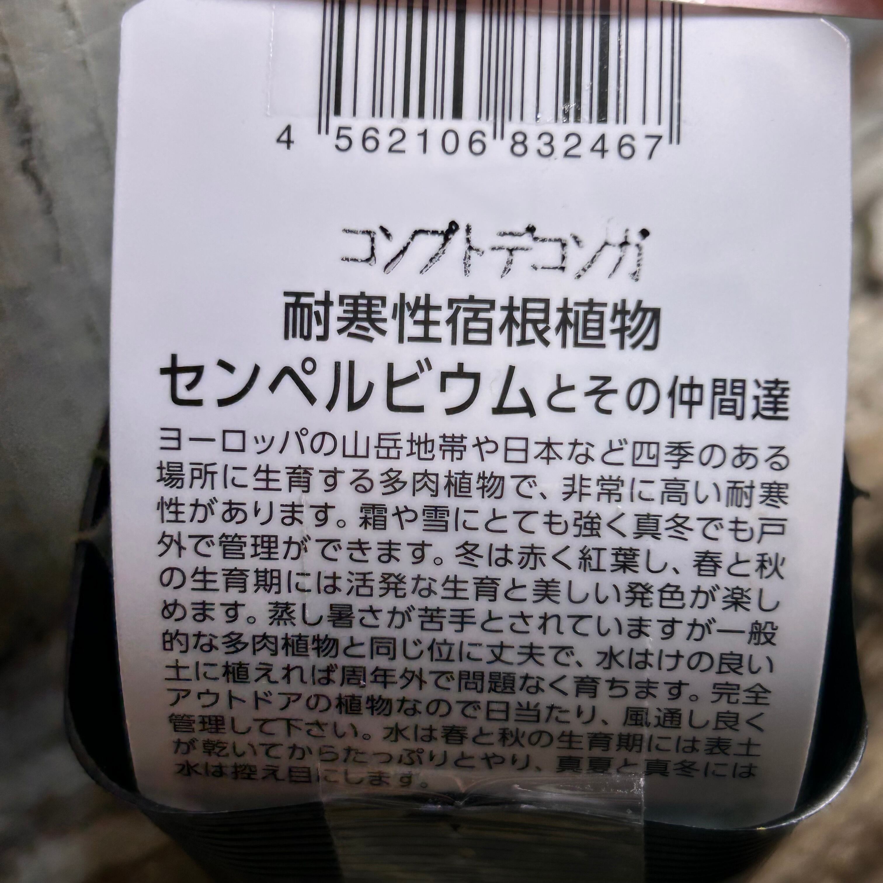 コンプトデコンガ センペルビウム | RuPo 多肉植物専門店