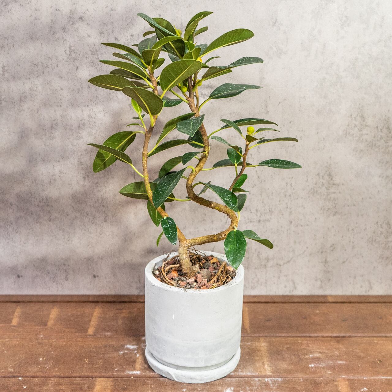 フランスゴムの木｜二股の根元と美しい枝ぶりが映えるインテリア向きグリーン【虫発生抑制／手作りモルタル鉢】