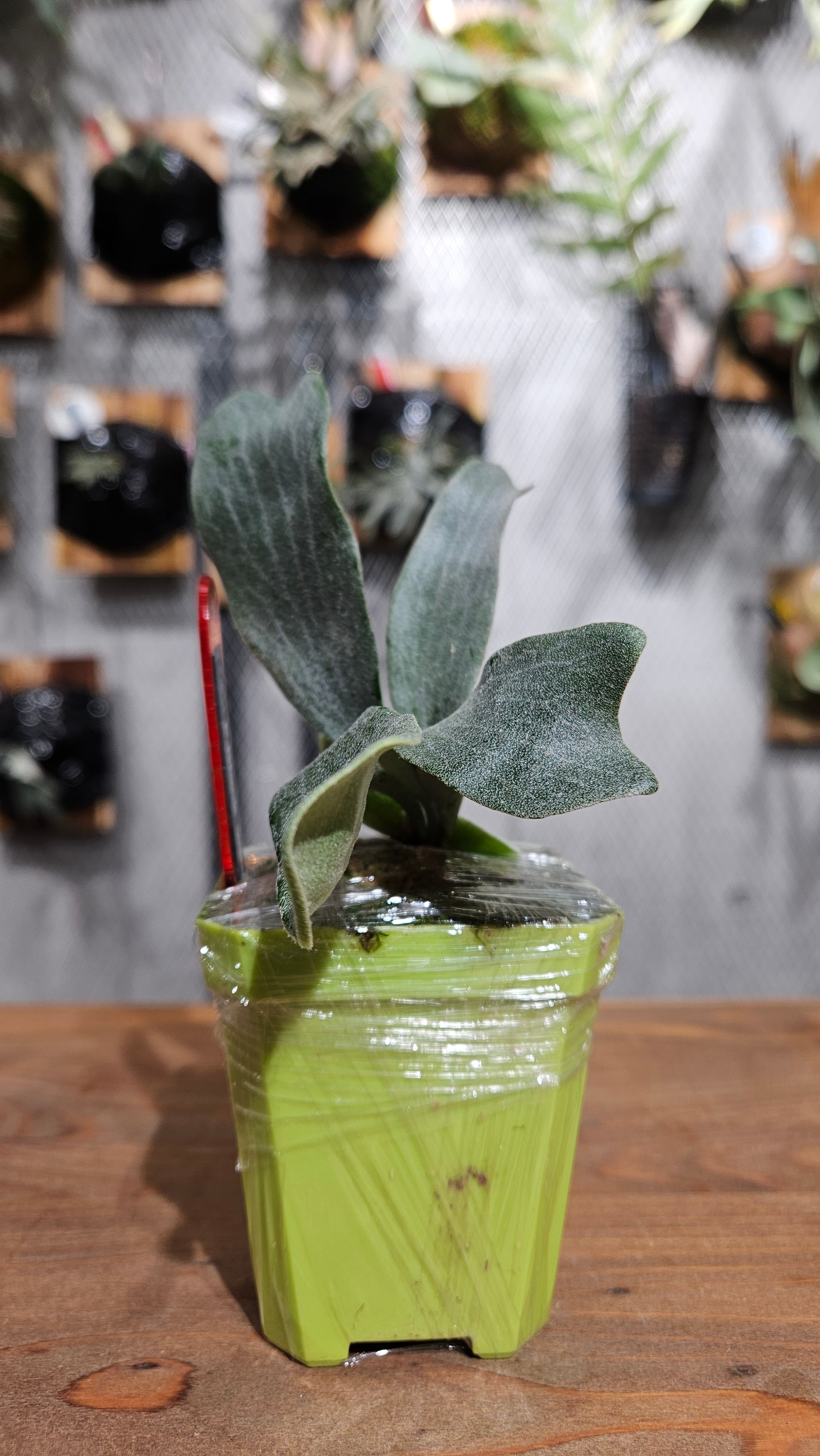 P.WBP ビカクシダ　石化　pup P. Black Wing Pup 【artPLANTs/PLANTS GARAGE 】ビカクシダ