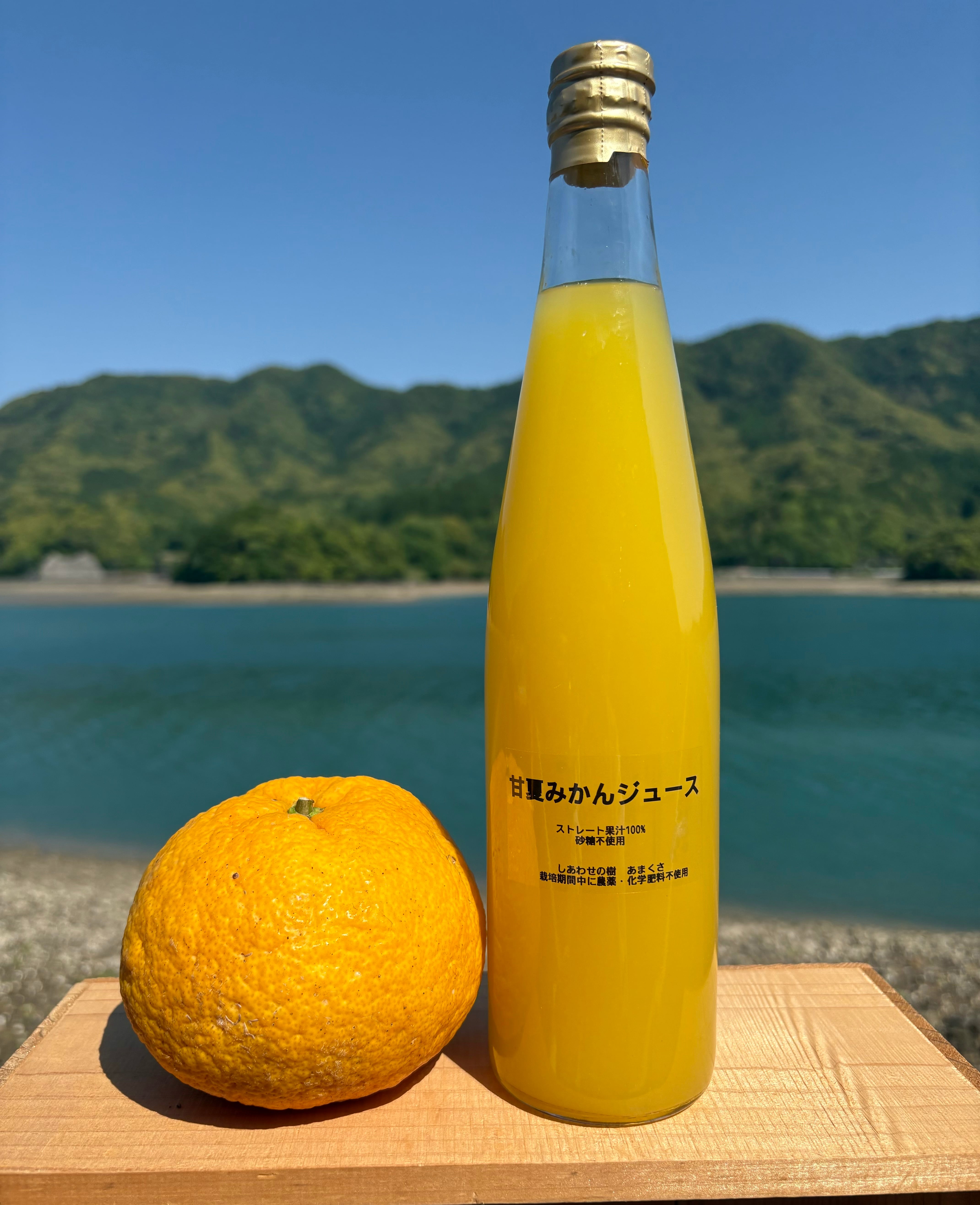 箱込み4kg 河内晩柑（あまくさ晩柑）栽培期間中に農薬、化学肥料不使用