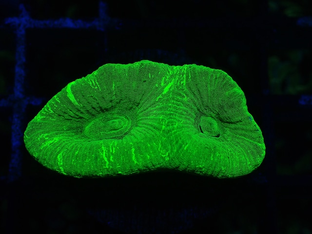 Goniastrea Frag 13