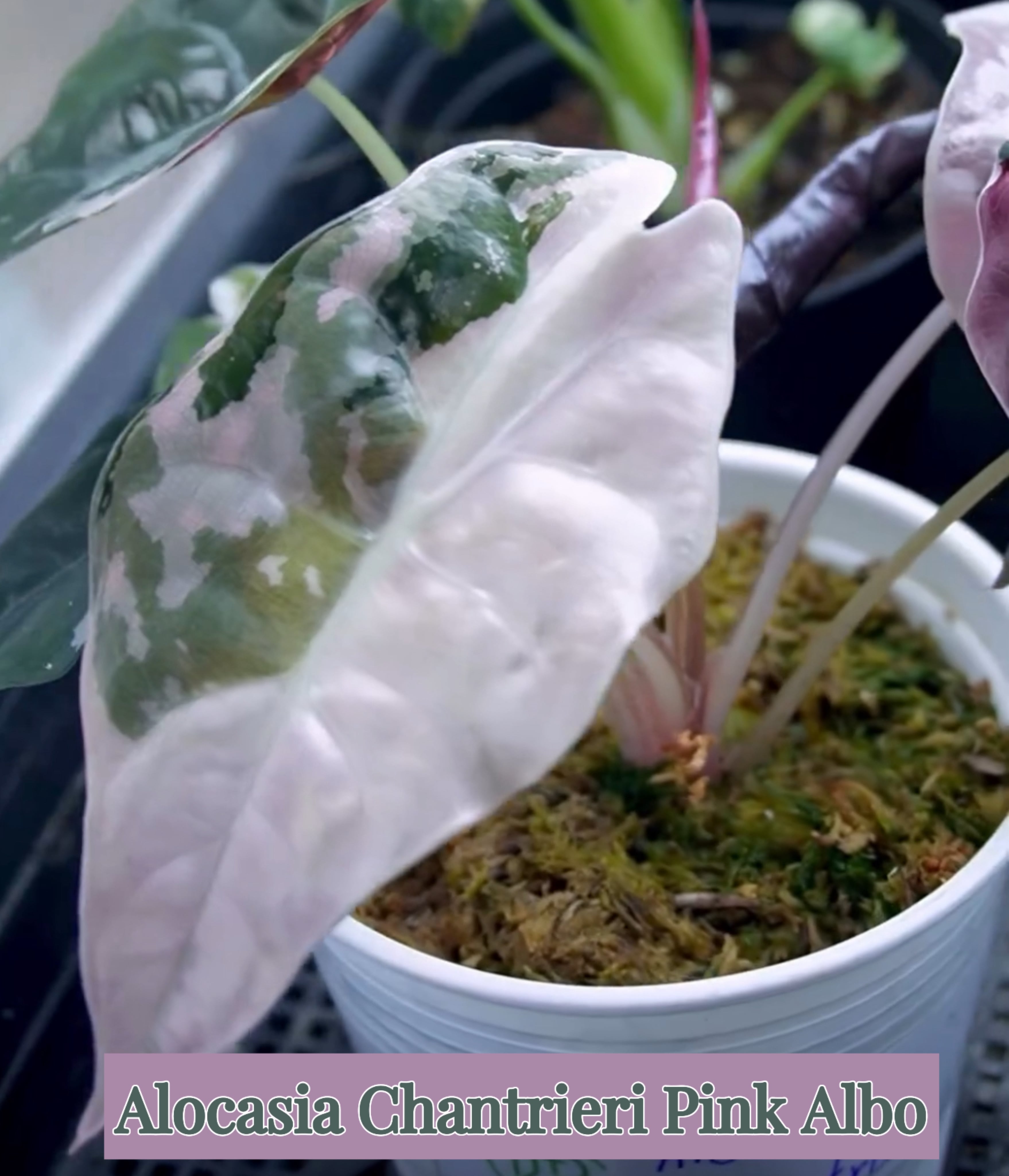 予約販売】 Alocasia Chantrieri Pink Albo｜アロカシア シャント