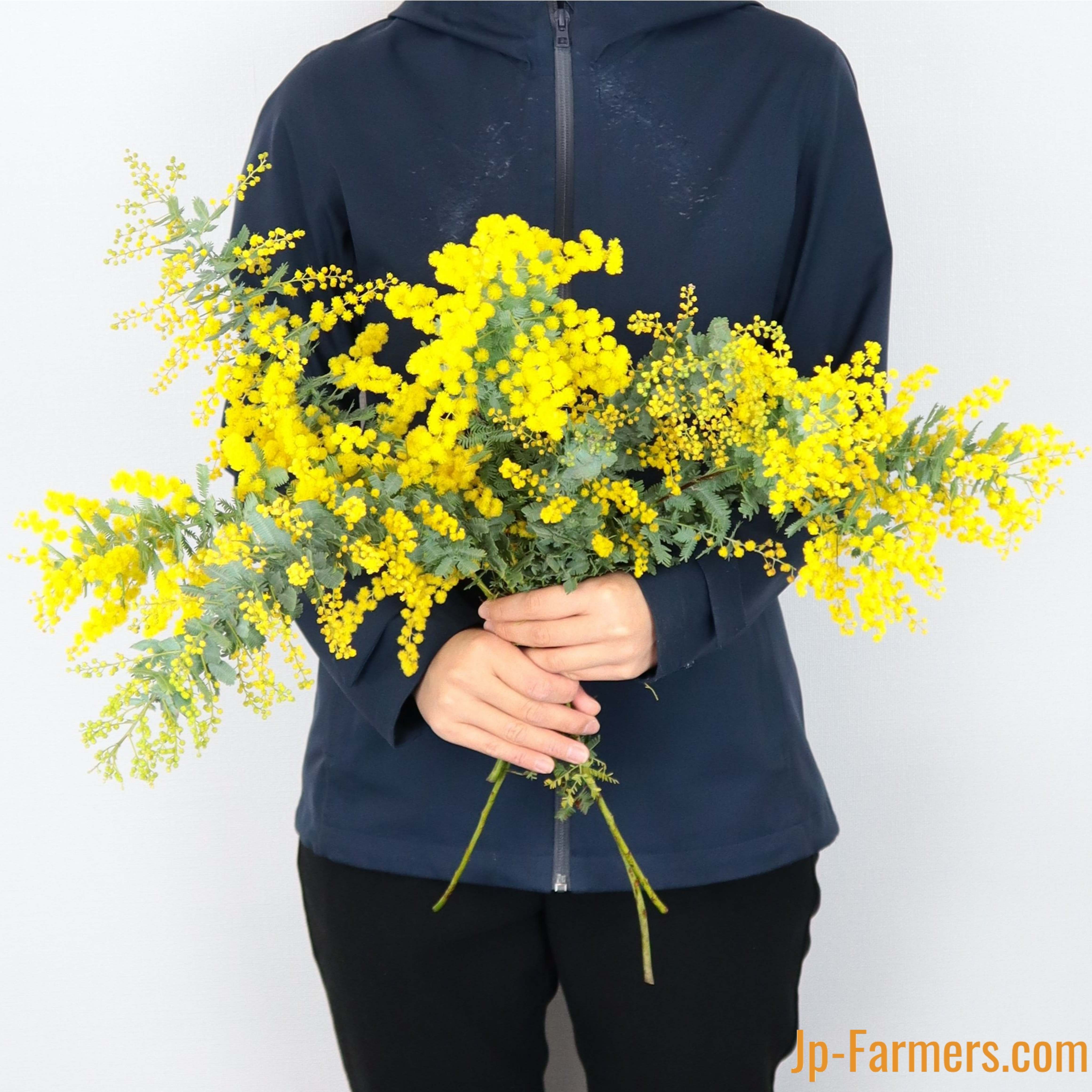 3.ミモザ切花100サイズ ミモザ 花束