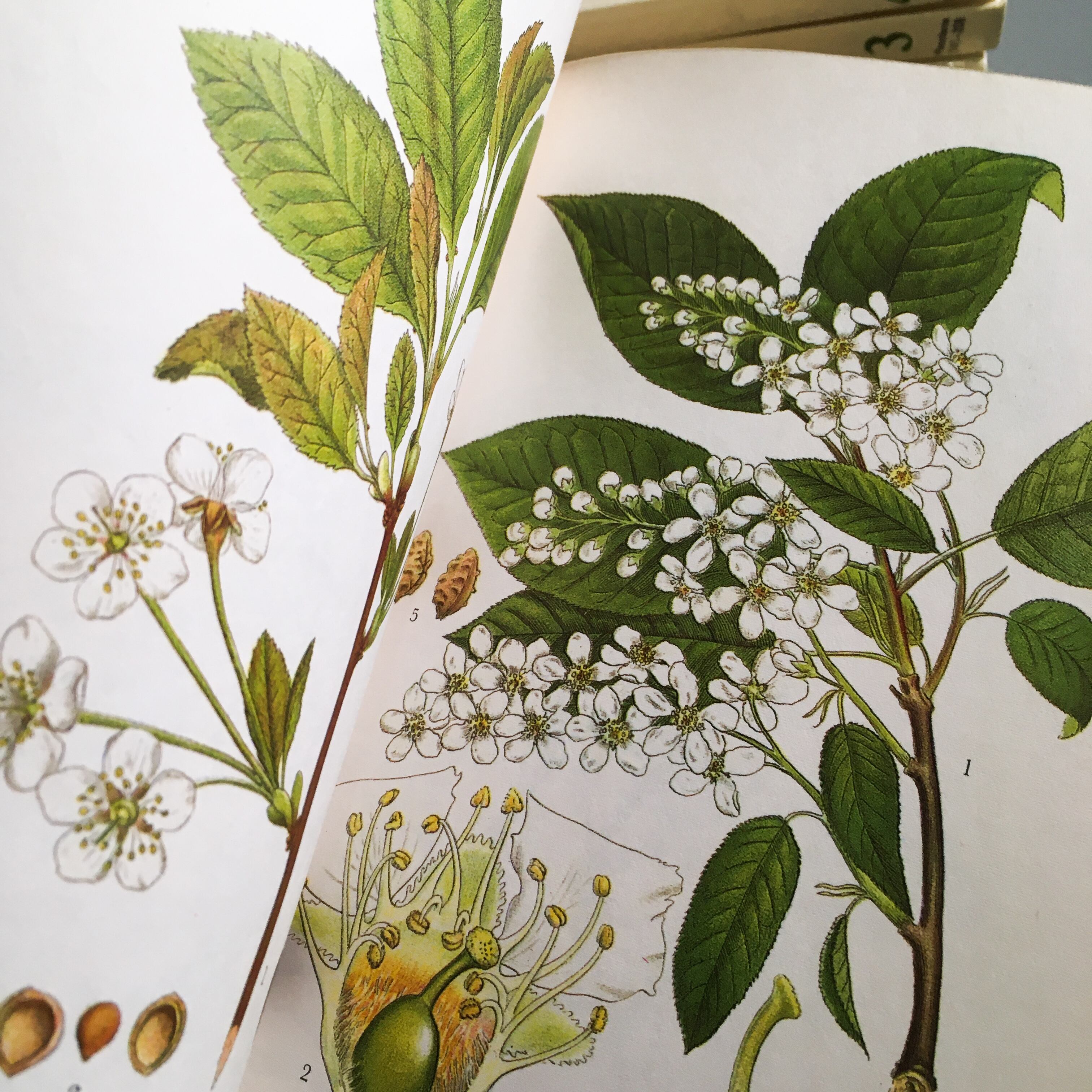 スウェーデン 植物 図鑑 洋書 ボタニカル Nordens Flora 全10巻 Meisaku 洋書 Watanegypt Tv