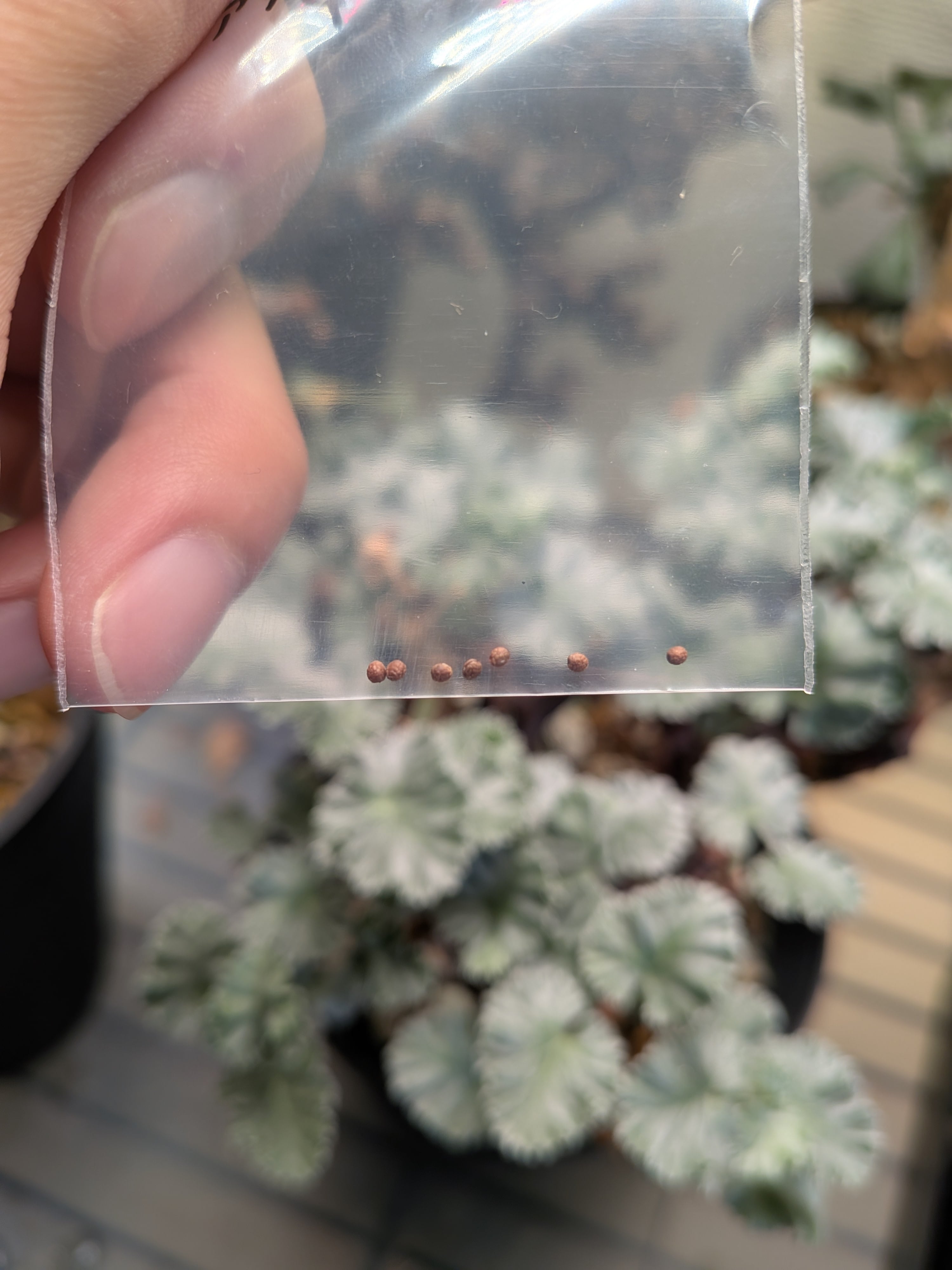 自家採取種 エレンベッキアナ ドルステニア 5粒 | Le Norte 実生植物専門店