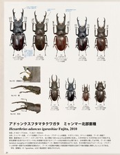 【WD】《アドゥンクスフタマタミャンマー北部亜種 66mm B品ペア》