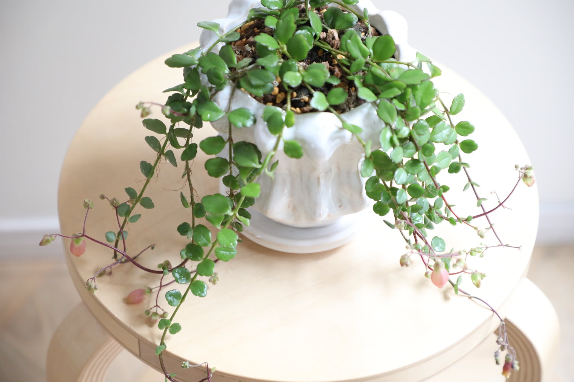 カランコエ 小型 緑色 陶器鉢 S】カランコエ フィフィ/Kalanchoe ※陶器鉢付き | 【厳選植物・器