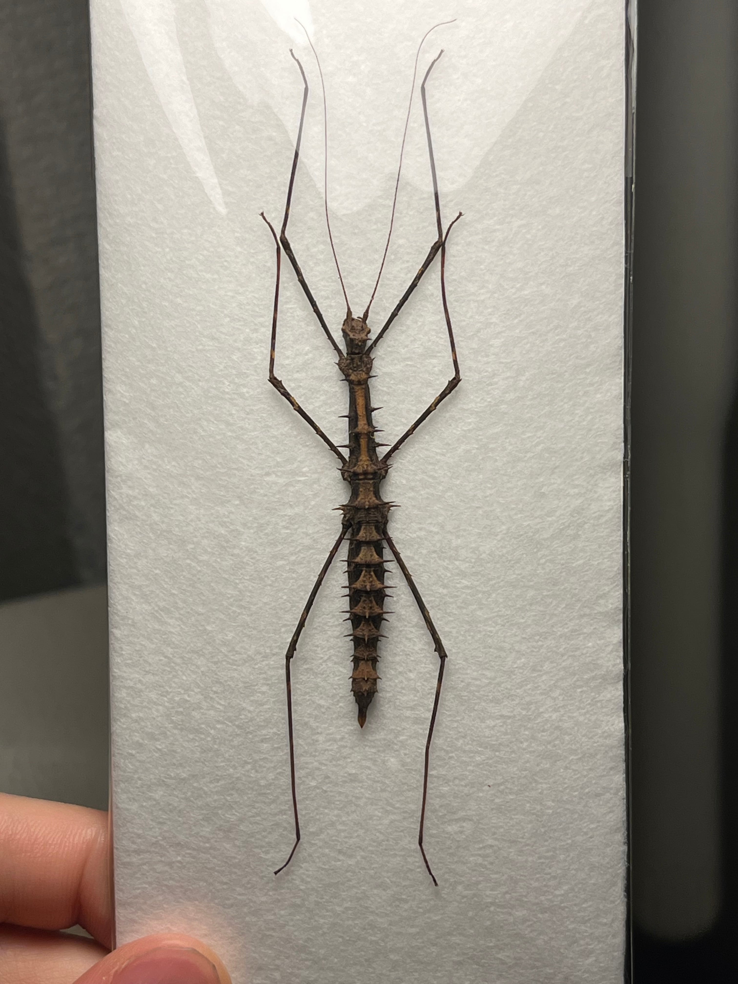 トゲトゲナナフシの一種 バッタ 標本 直翅類 カマキリマンティス