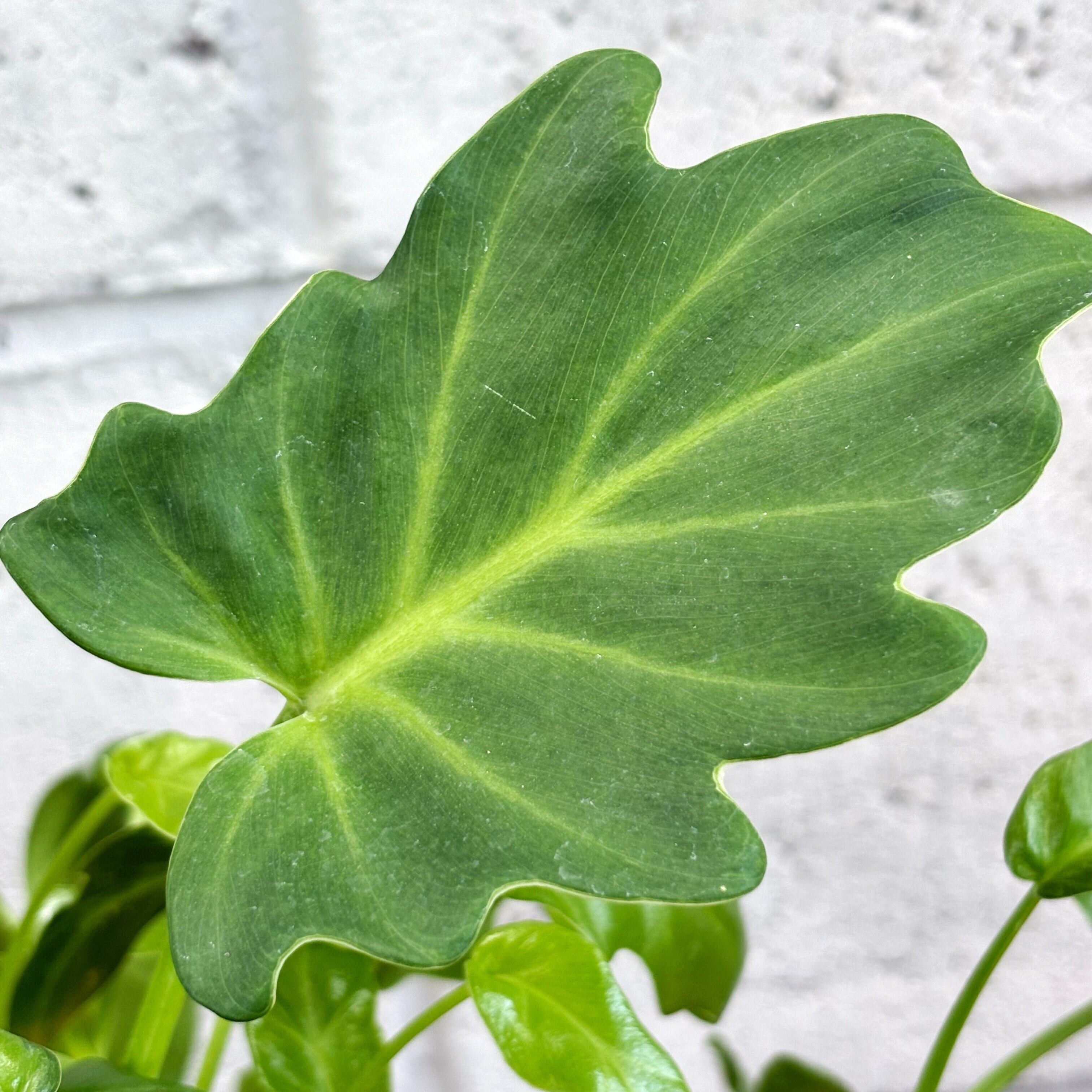 アグラオネマ ゴールデンホープ 1株 Aglaonema tricolor - Etsy 日本