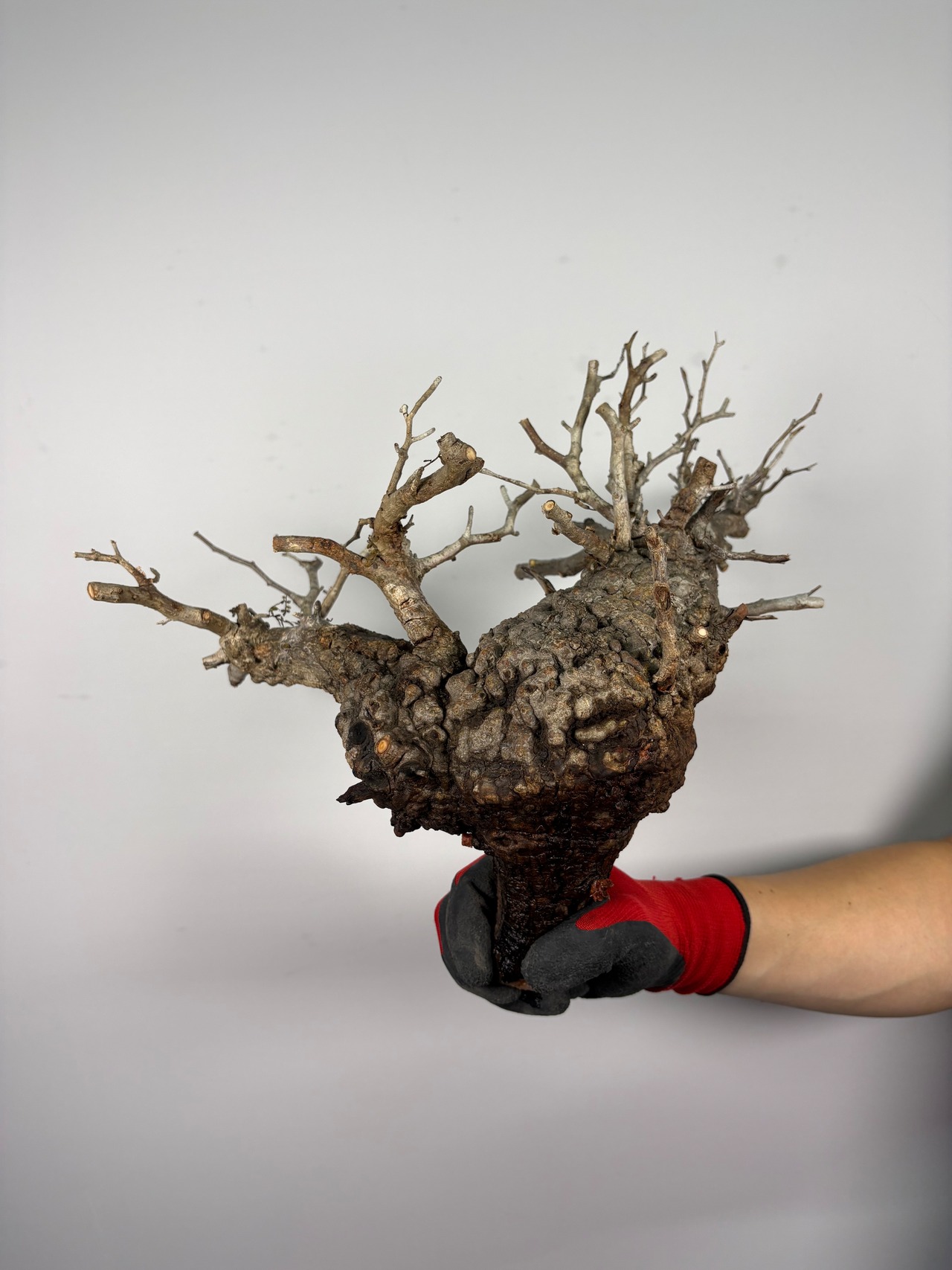F161 現地発根株 オペルクリカリア パキプス 6/15 入荷 Operculicarya pachypus 塊根植物 現地球