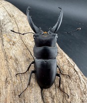 【WD】《トンキンノコギリヒラタクワガタ ベトナム産 47.5mm ペア》