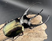 【WD】《ジャワコーカサスオオカブト 114mm A’品ペア》