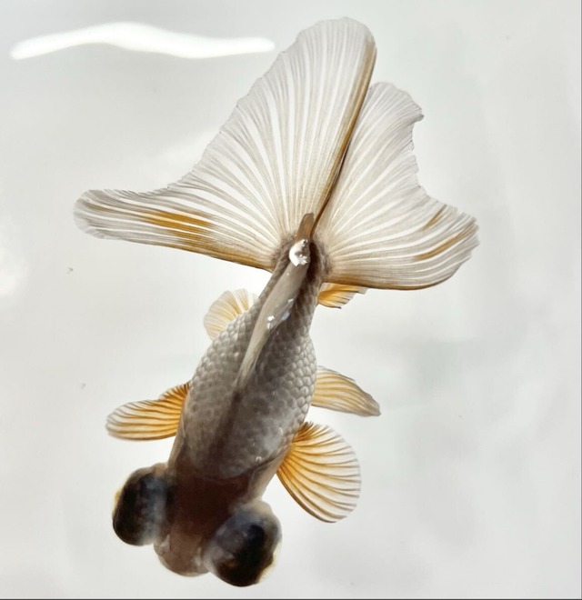 中国便 瑪瑙(メノウ)蝶尾 チョウビ No4