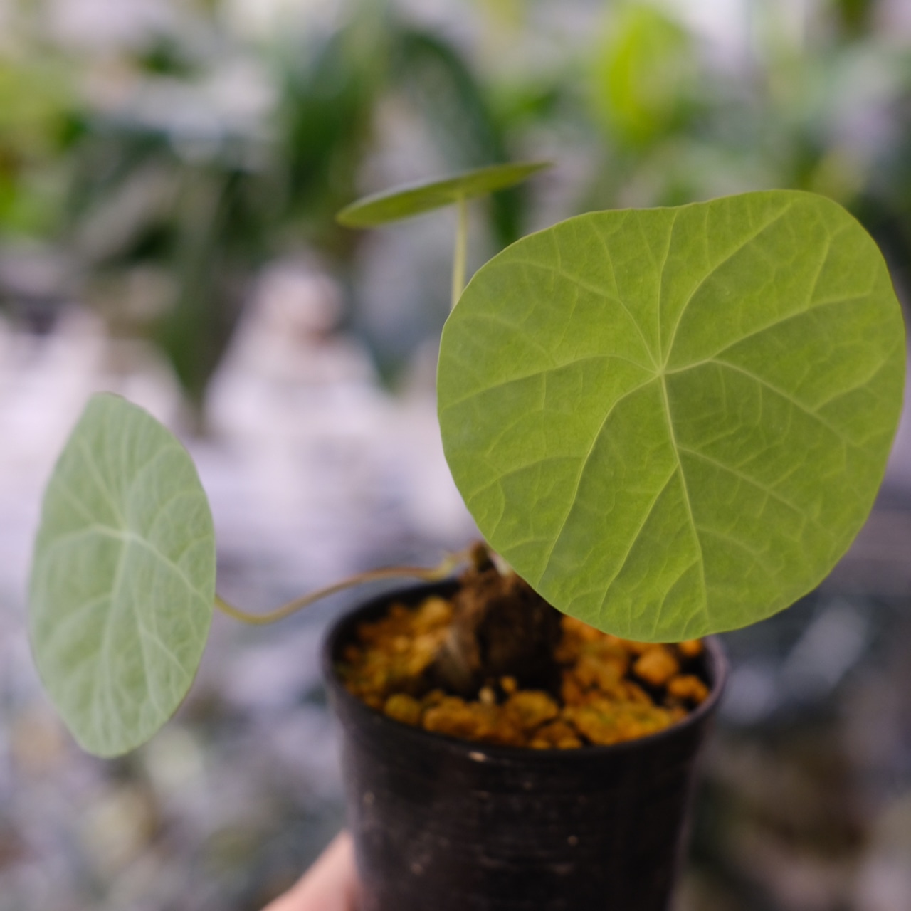 Stephania kaweesakii / ステファニア カウィーサキー㉓/ 観葉植物