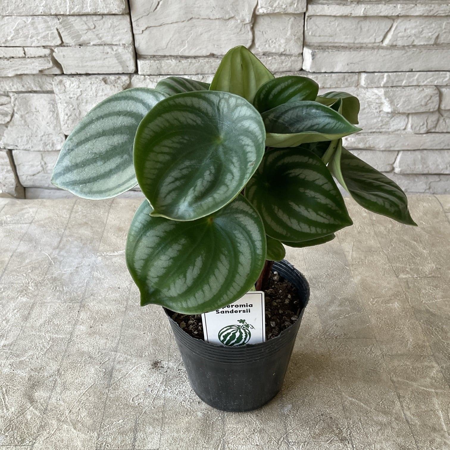 観葉植物】エバーフレッシュの鉢植え | 橋本種苗園