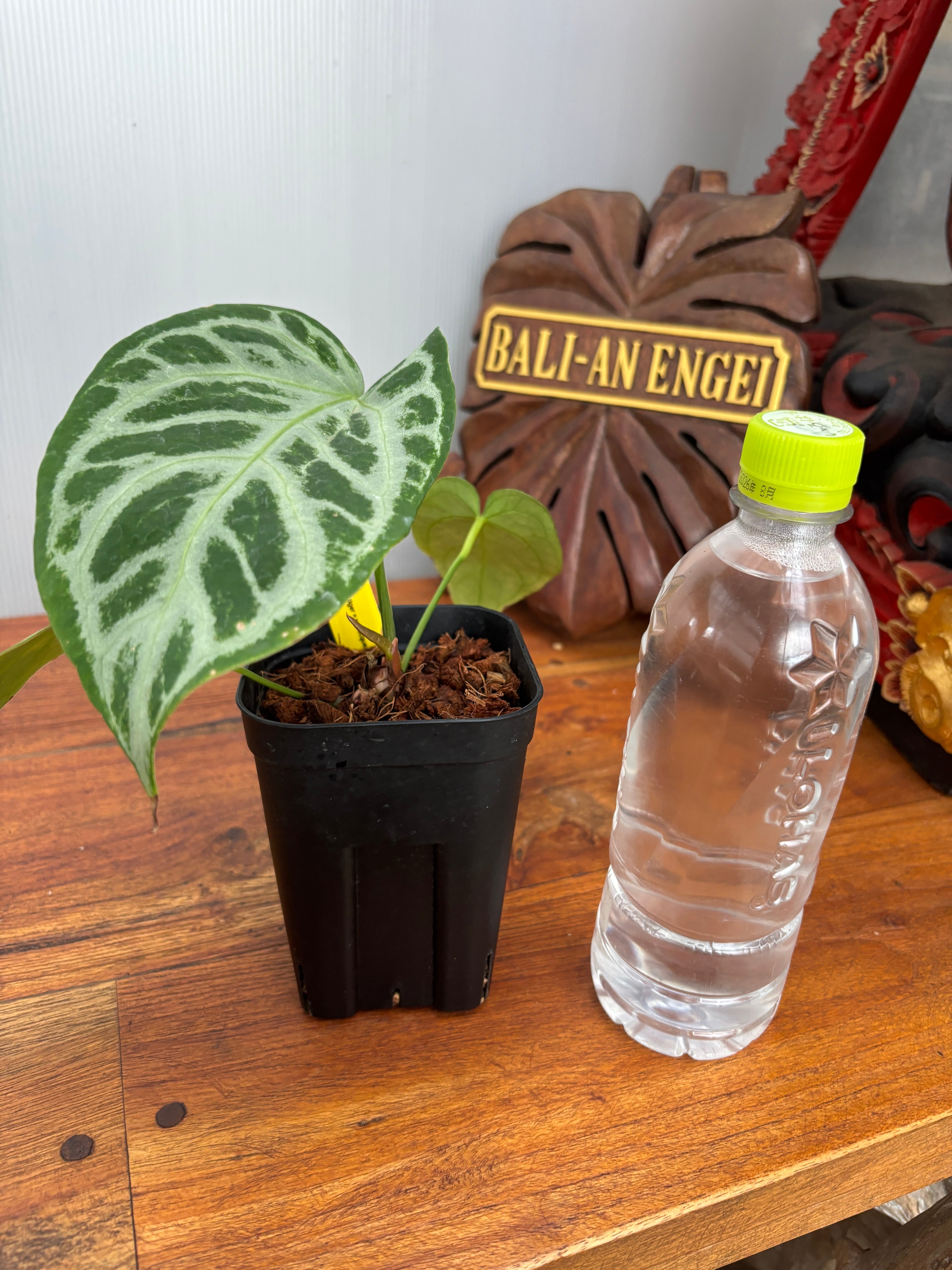 Anthurium | BA PLants