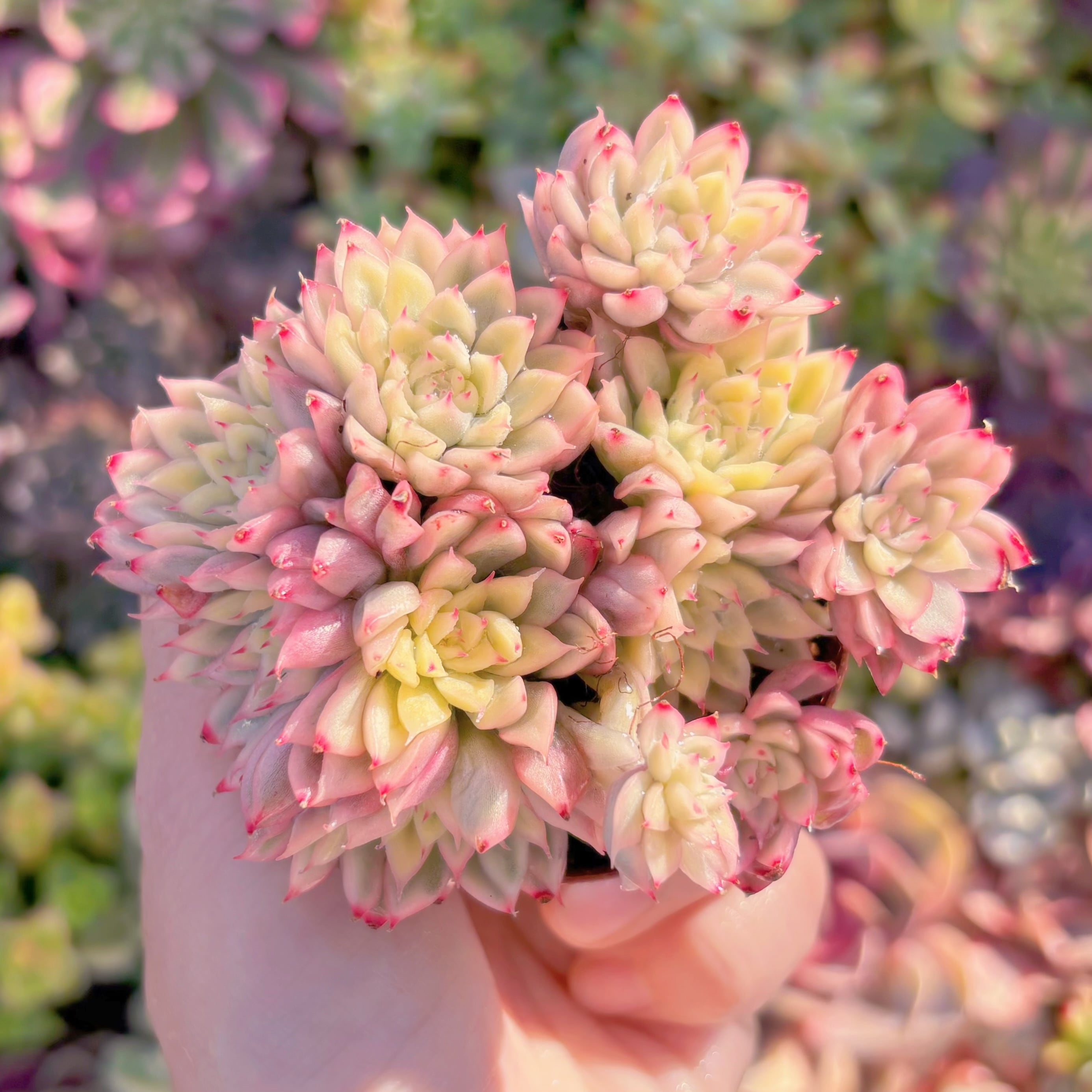 現品　女雛錦#M107　群生　るる農園