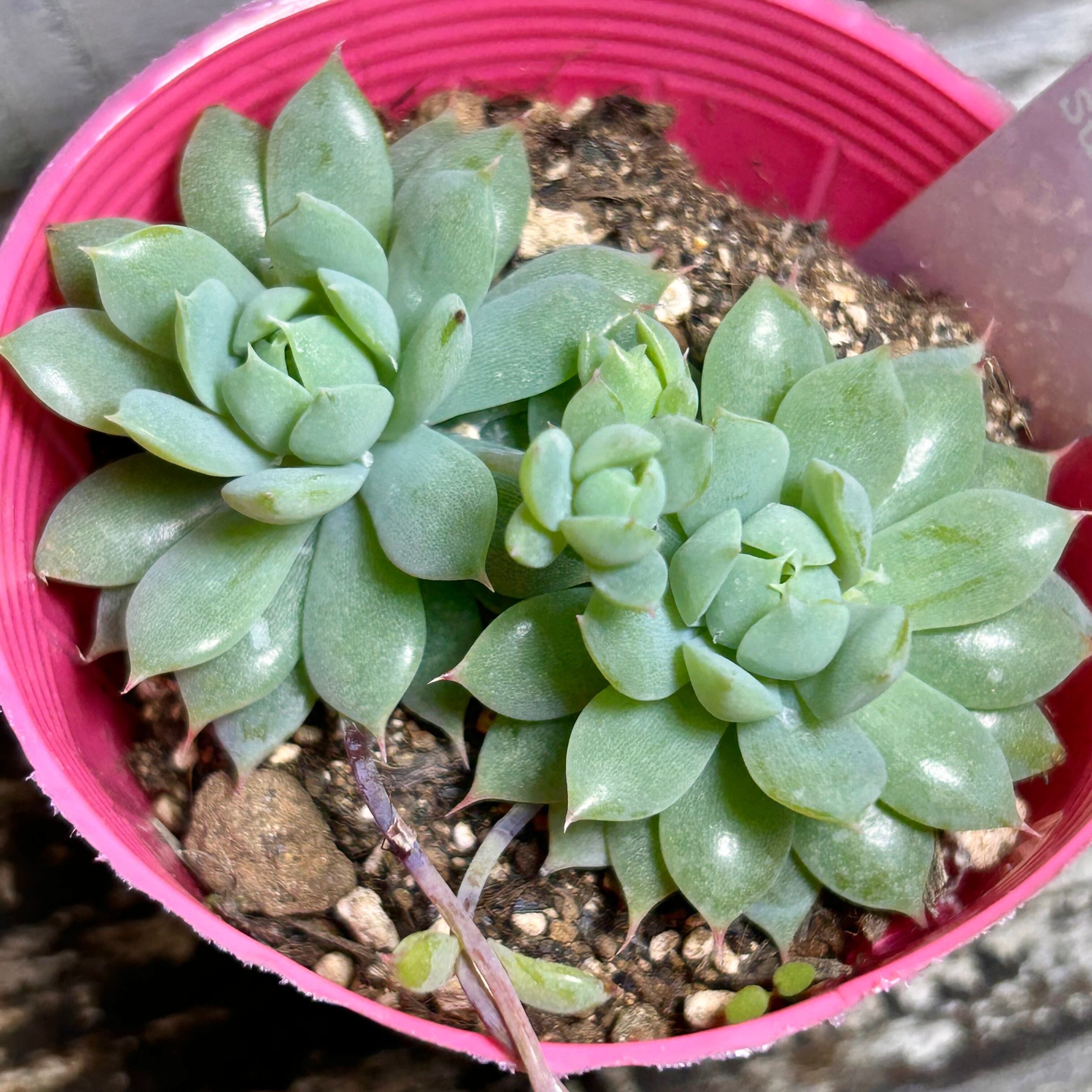 マクドガリー | RuPo 多肉植物専門店