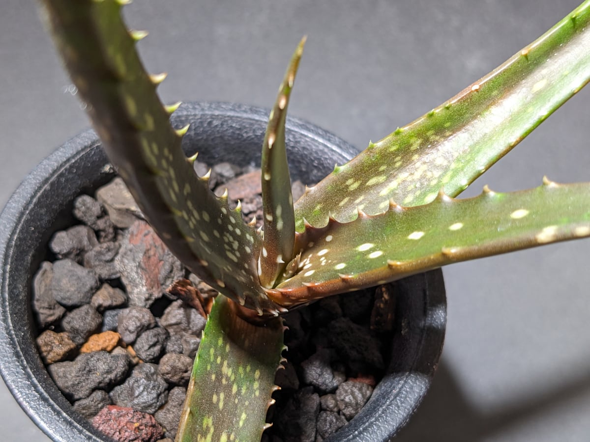 Aloe cameronii var. dedzana アロエ カメロニー デドザナ | サボテン 