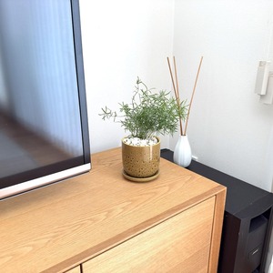 アスパラガス・スプレンゲリー