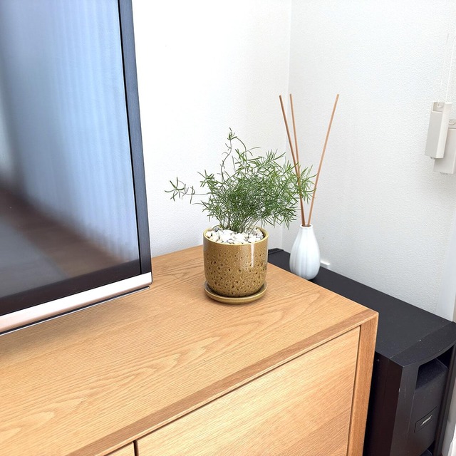 アスパラガス・スプレンゲリー