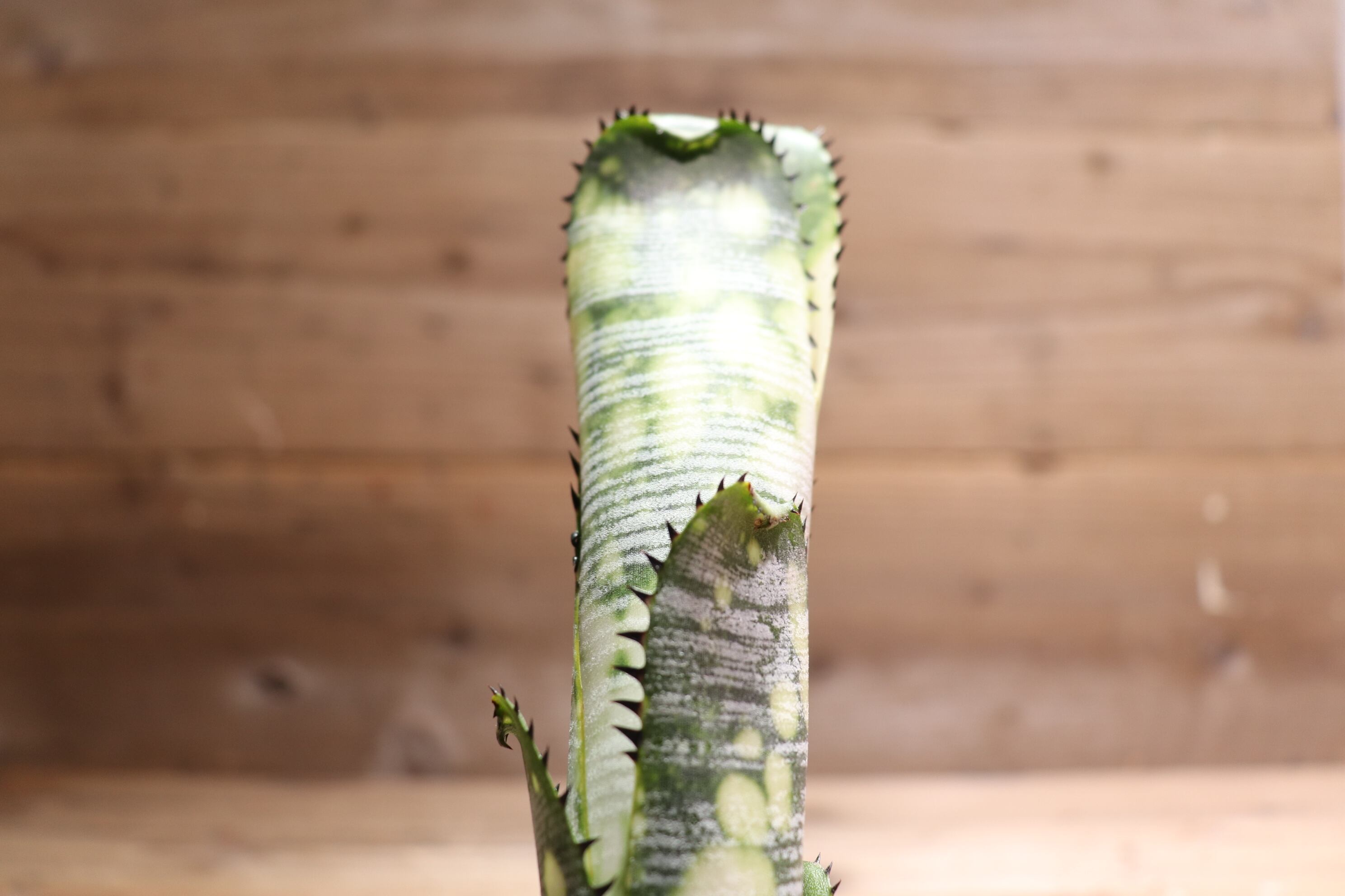 送料無料】 Billbergia 'Domingos Martins' (Original) from Thailand