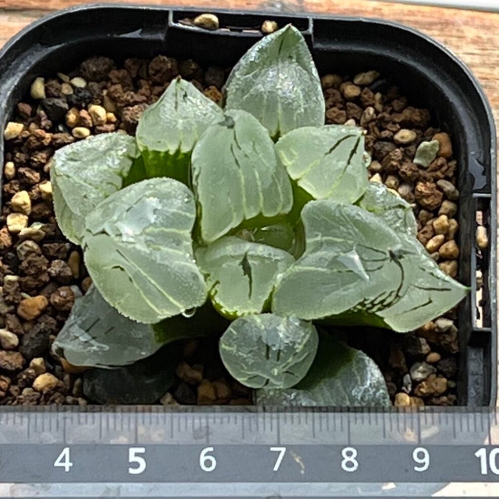 ハオルチア 虞美人 | mocono_plants