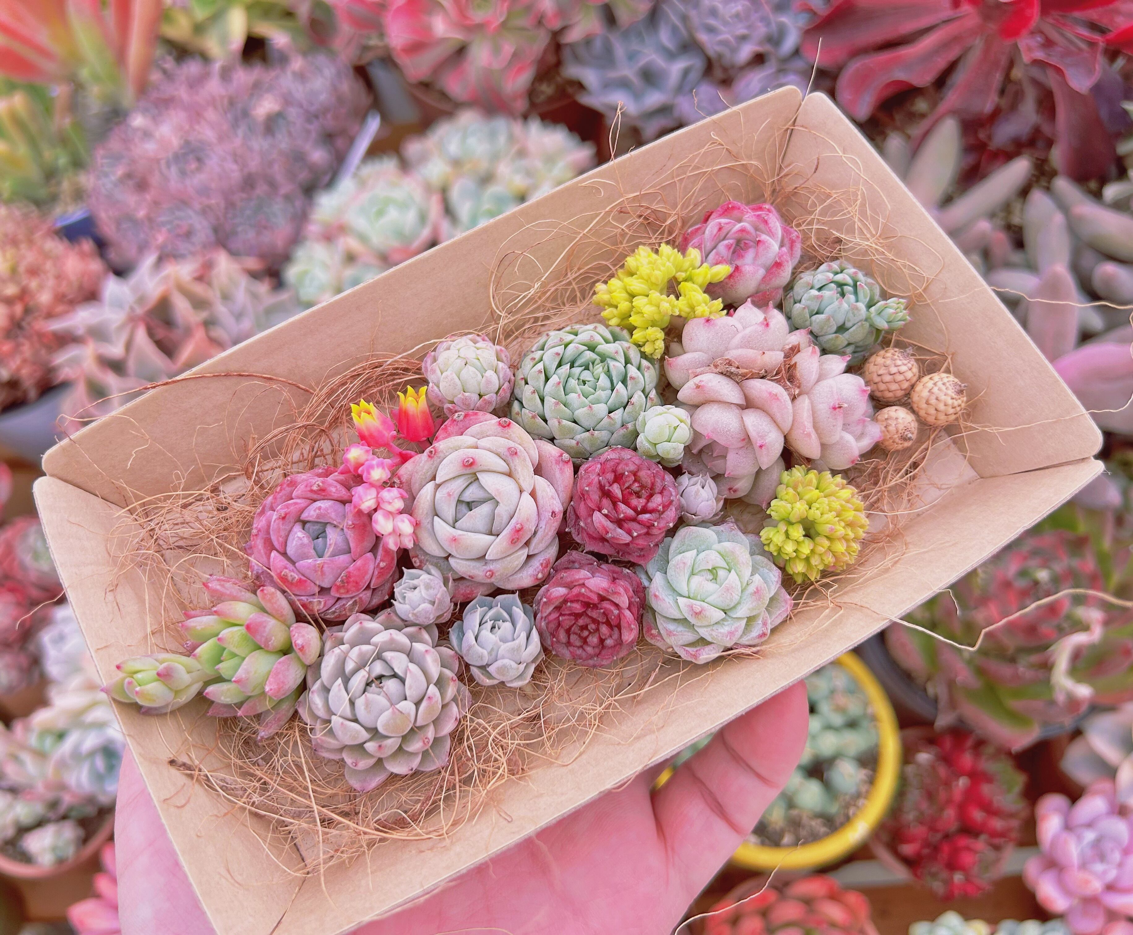 #553現物　多肉お弁当　トレーのまま発送