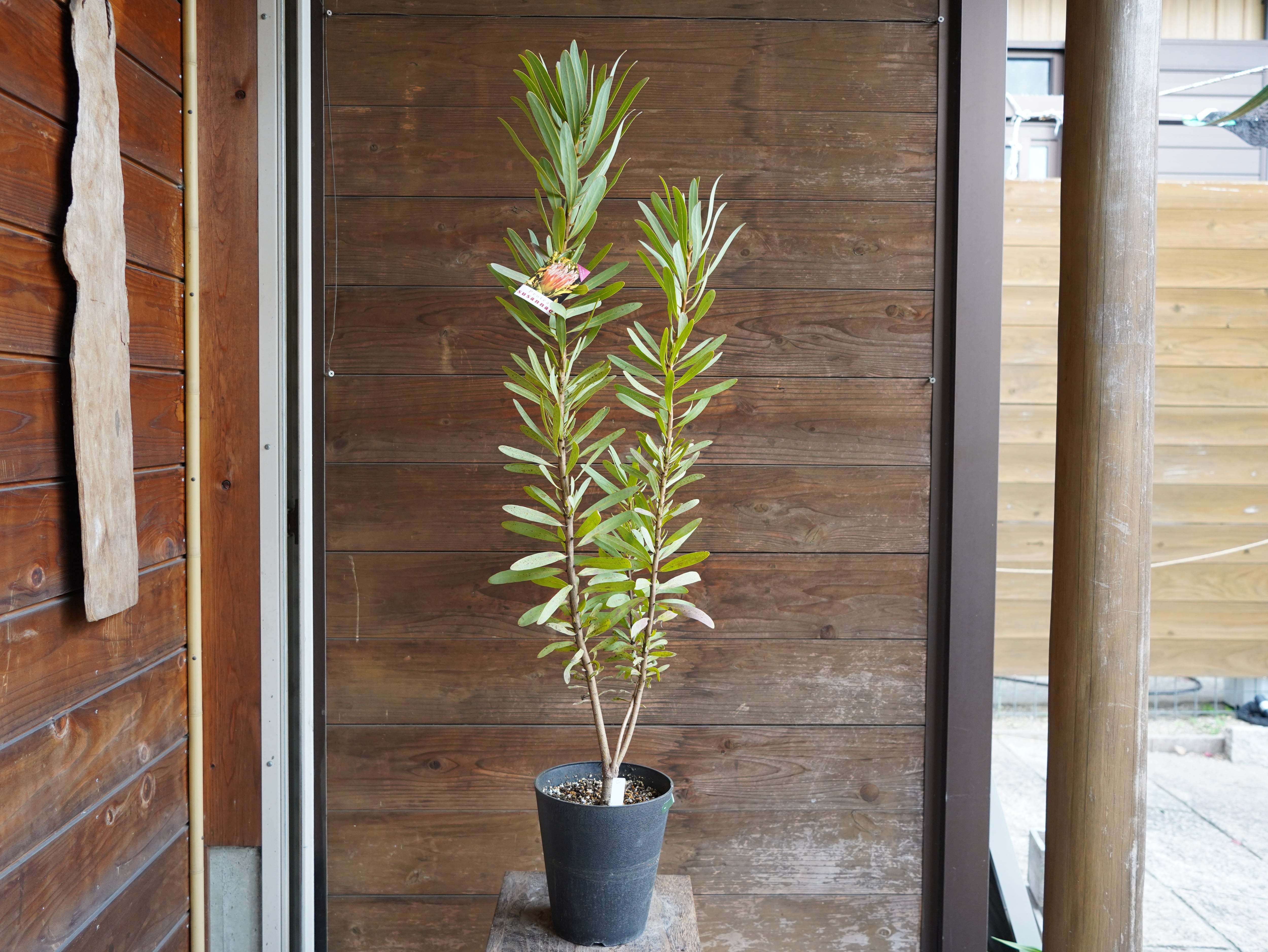 【現物】プロテア　”スザンナエ”　C