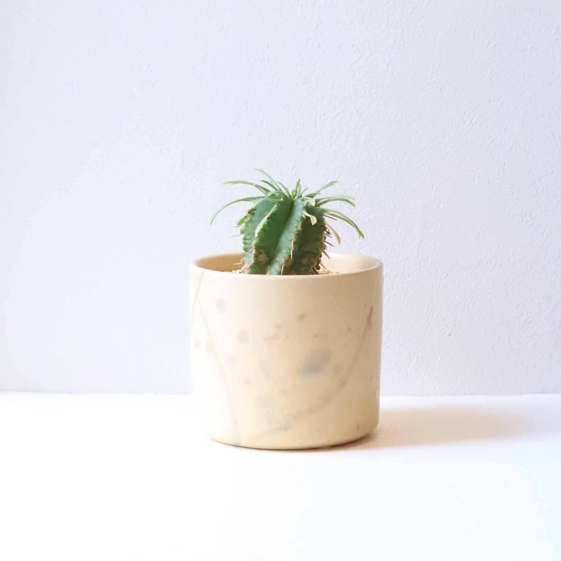 【グリーン】ユーフォルビア