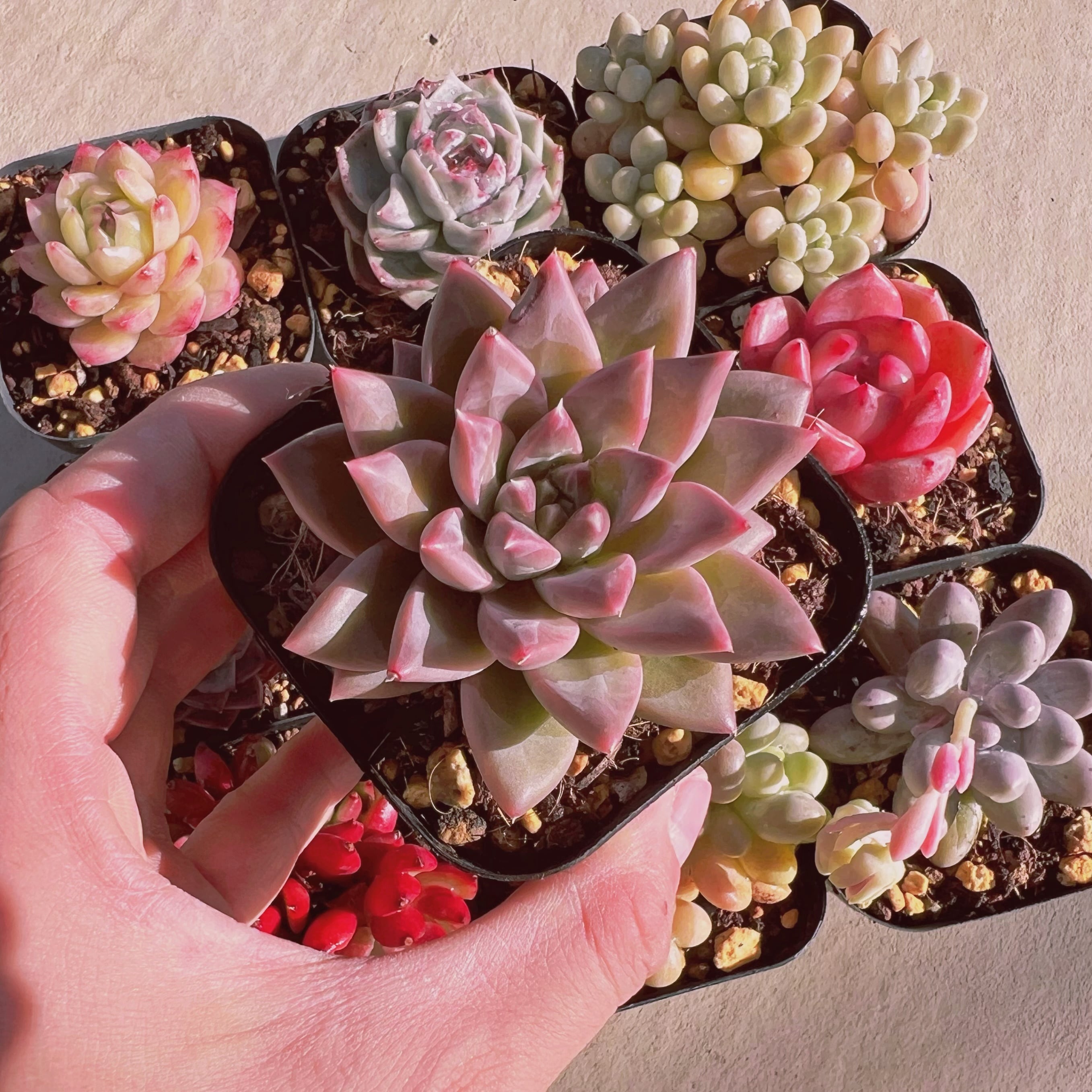 セットU(1月26日base販売会)