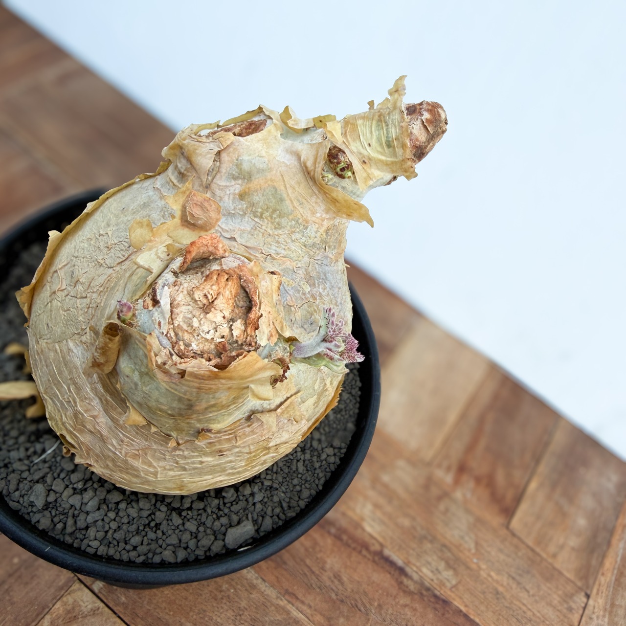 Cyphostemma uter var. macropus【キフォステンマ・ウター・マクロプス】