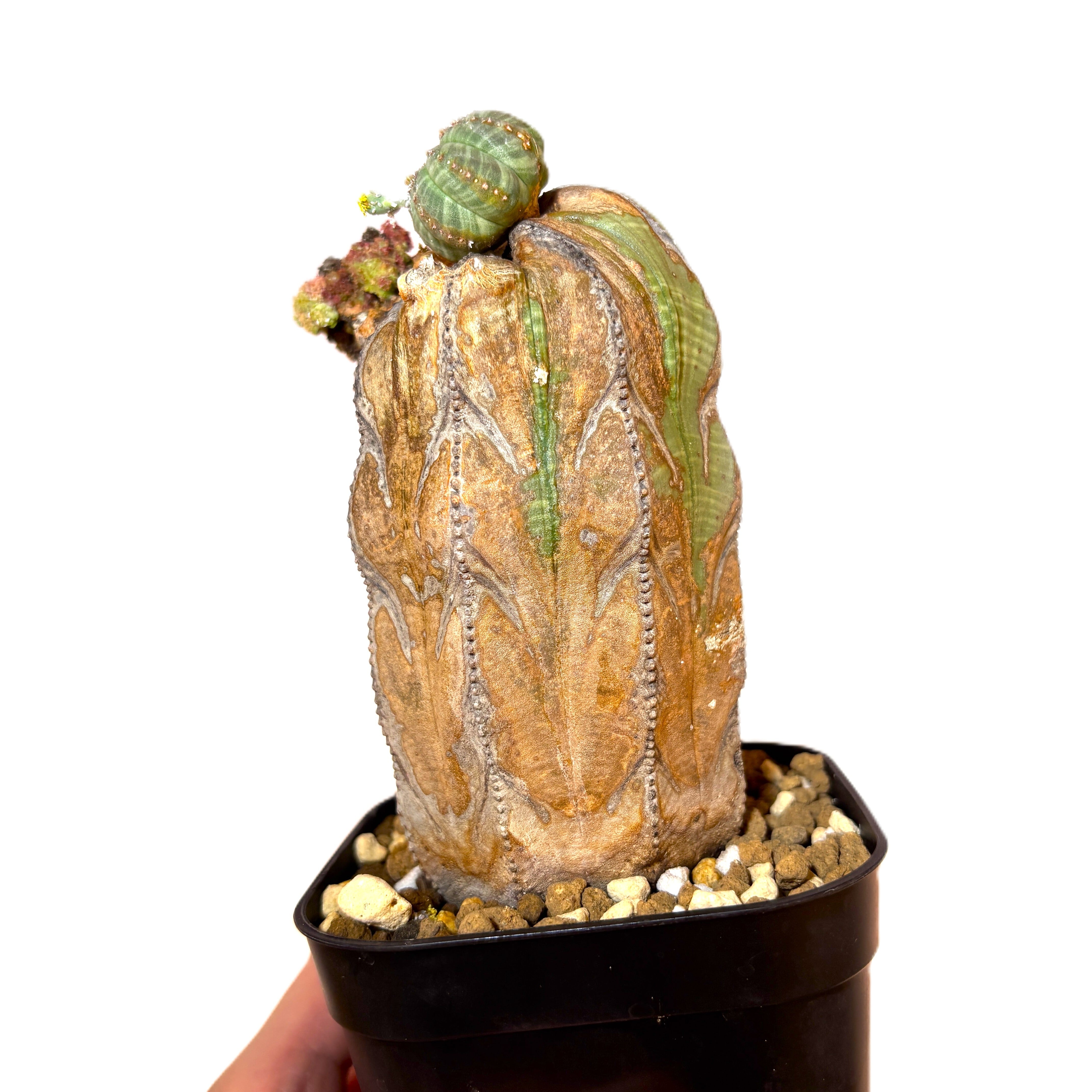 Euphorbia obesa 'Old Wood' - Mutant Tower (Raw Specimen