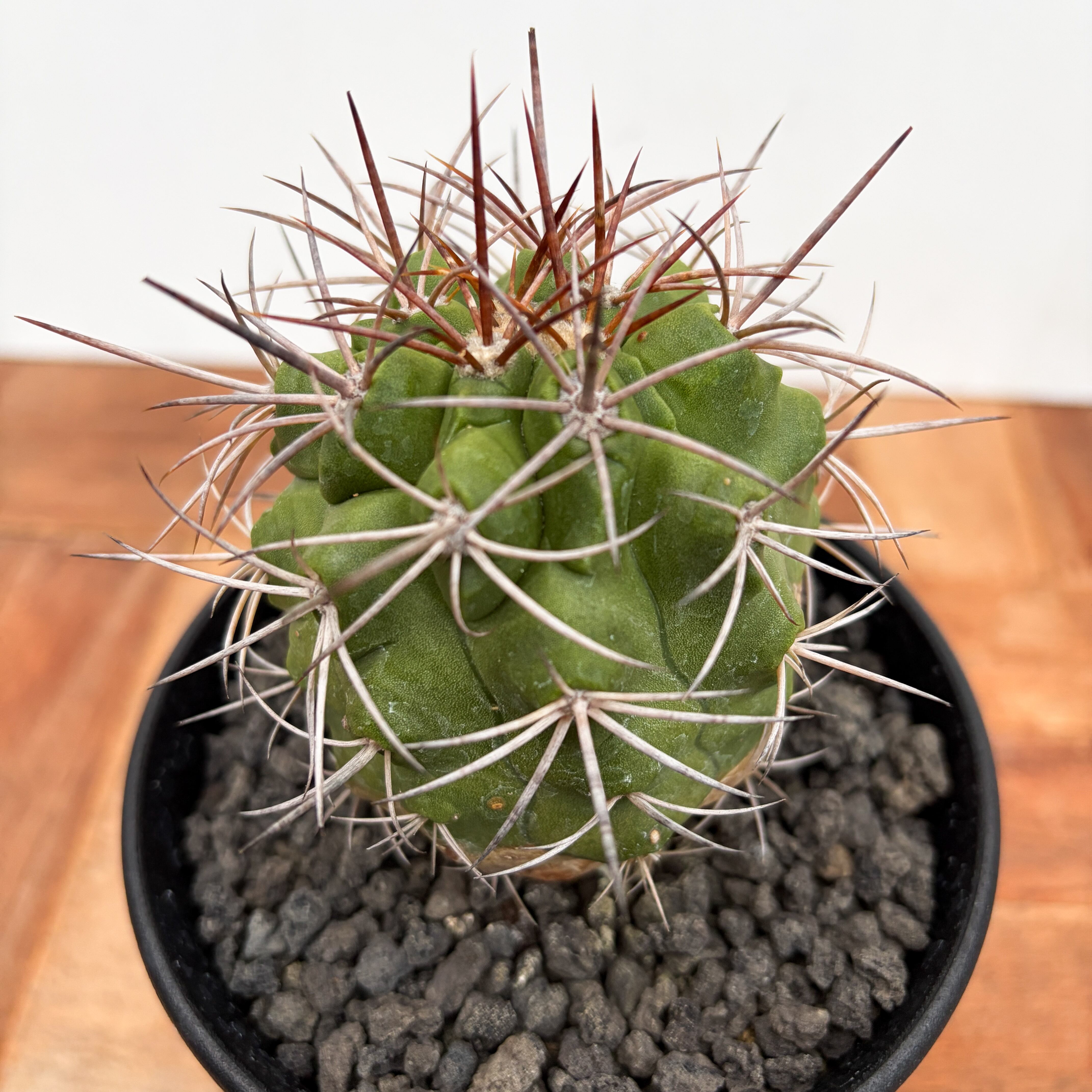 Copiapoa alticostata【コピアポア・アルチコスタータ・実生