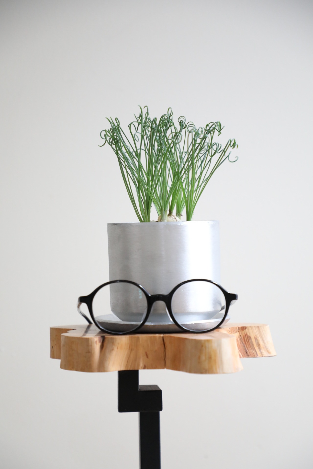 【S】アルブカ スピラリス /Albuca spiralis