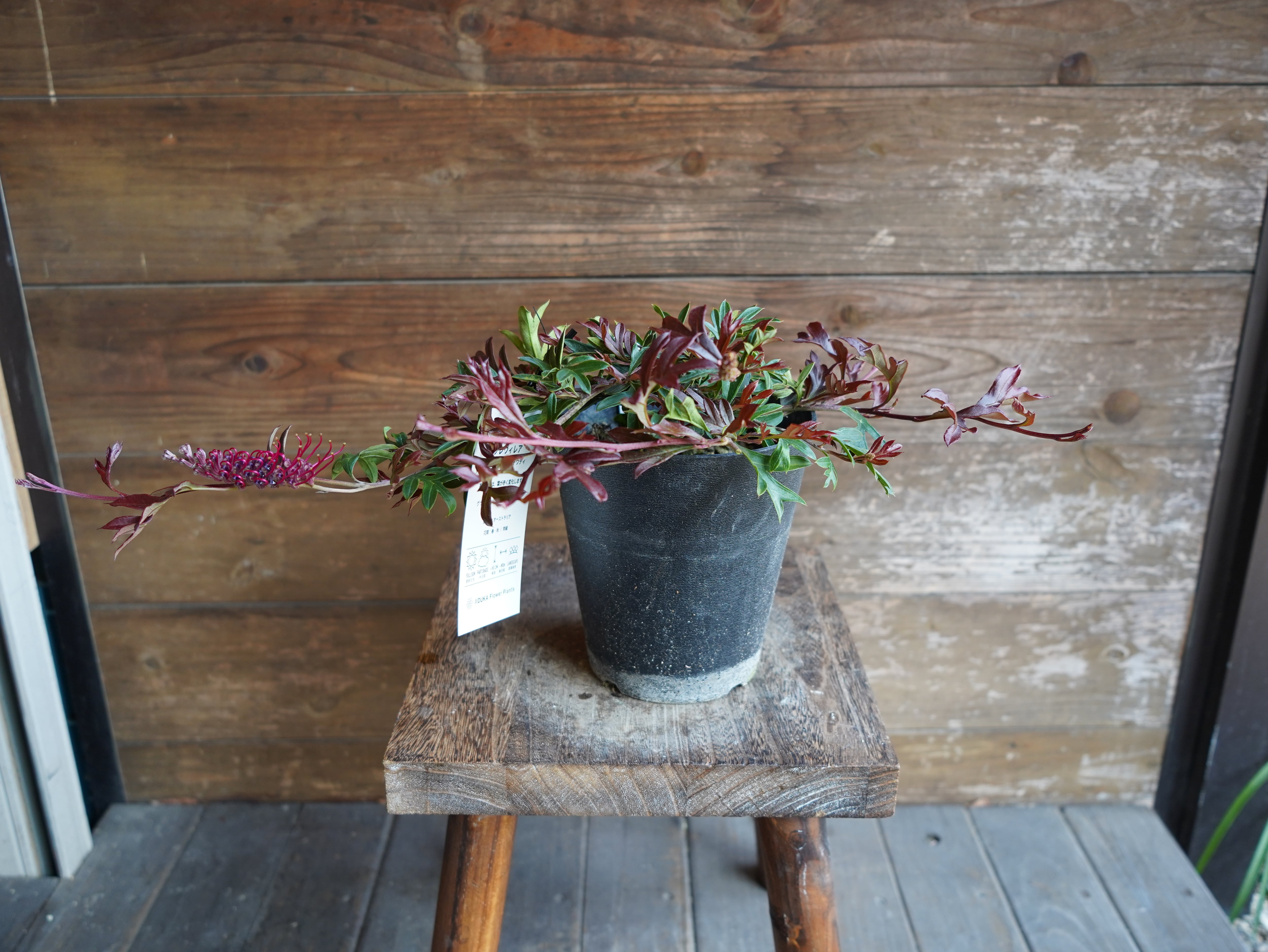 【現物】グレビレア　"ガウディチャウディ"　E